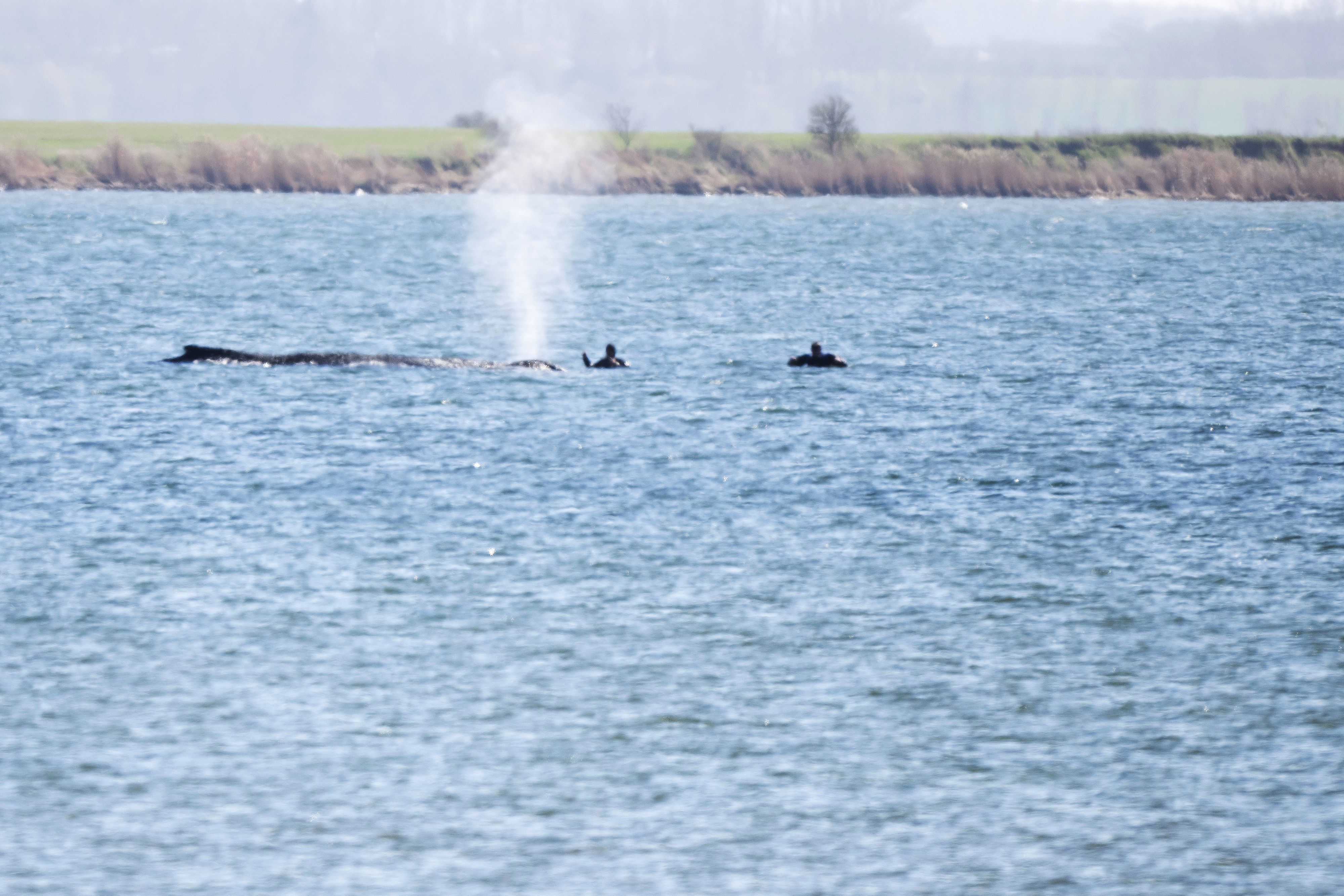 Buckelwal Timmy begrüßte die Retter am Dienstag mit einer Wasserfontäne.