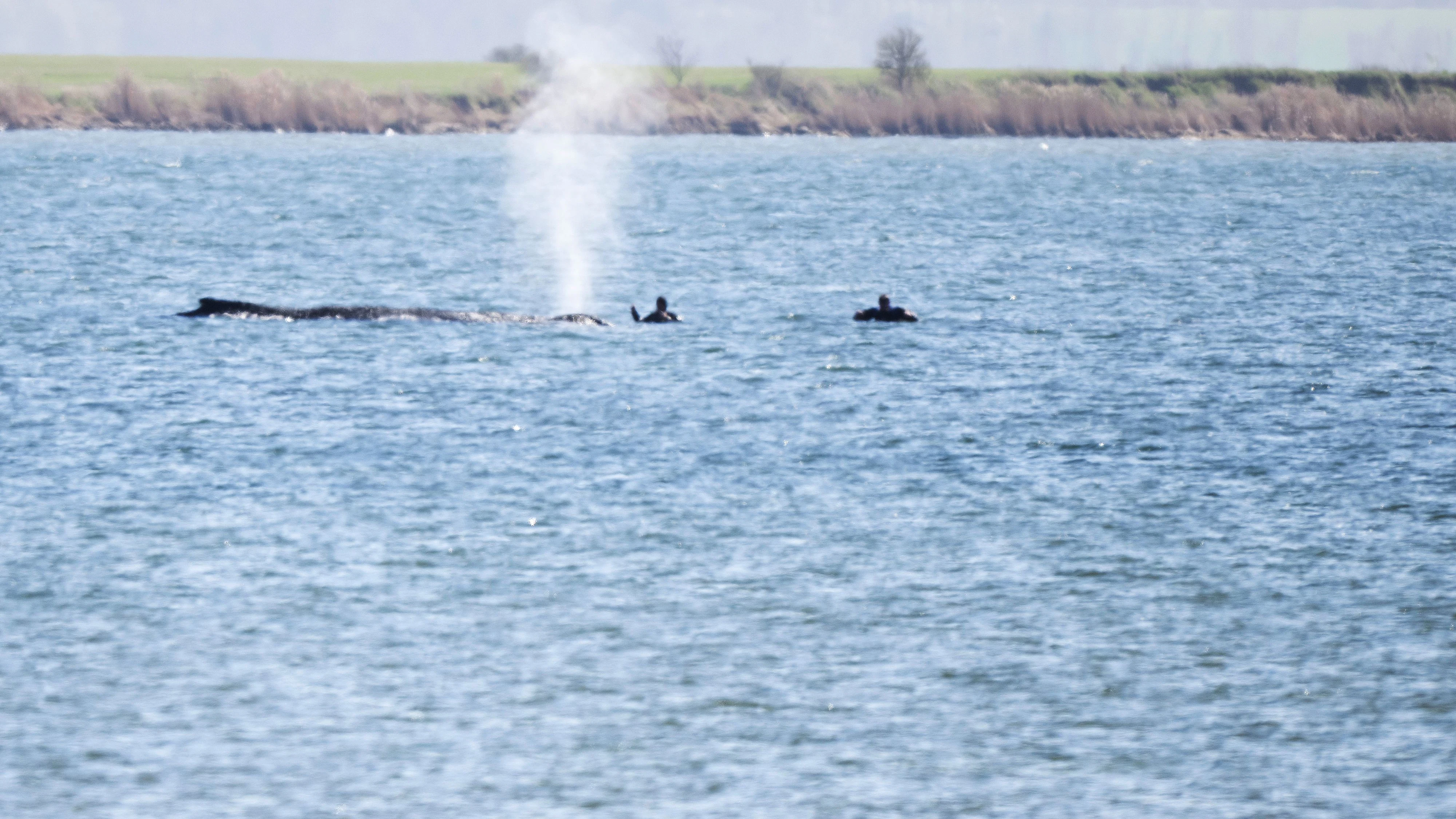 Buckelwal Timmy begrüßte die Retter am Dienstag mit einer Wasserfontäne.