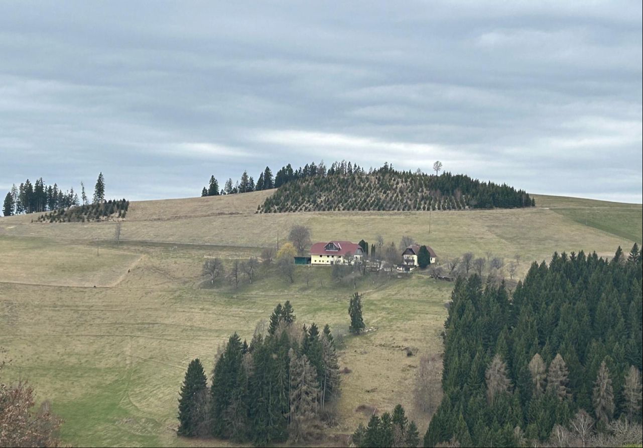 Nach langen Phasen ohne Regen leiden Österreichs Wälder unter Trockenheit.