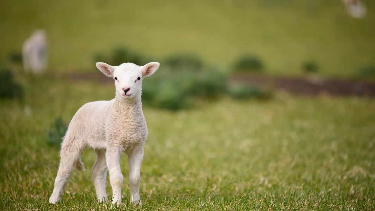 Spring Lambs and Sheep in green grassy meadow