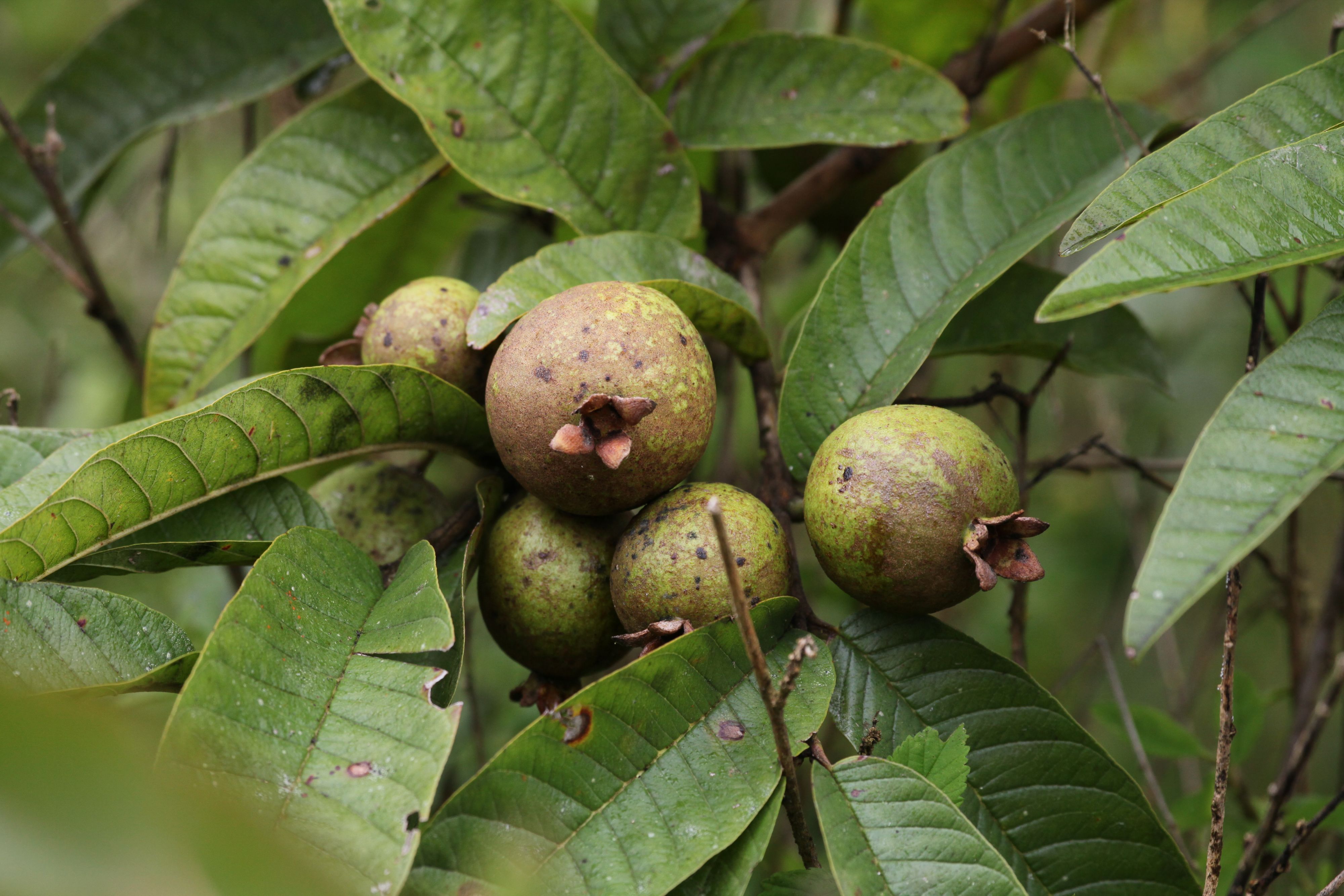 Den kleinen grünen Früchten verdankt der Manchinelbaum seinen Namen. Denn 