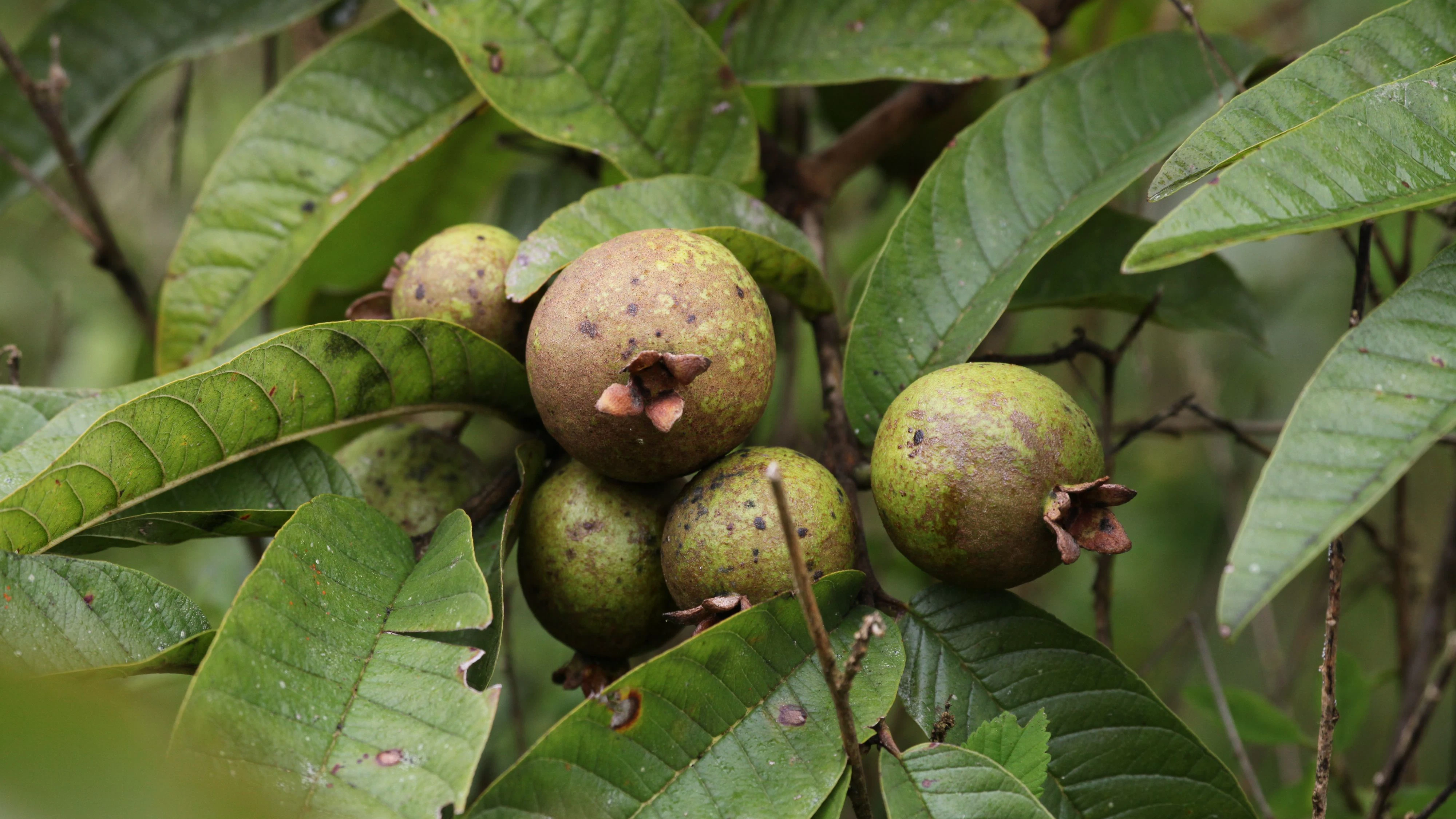 Heute.at - Äpfelchen des Todes: Das ist giftigster Baum der Welt