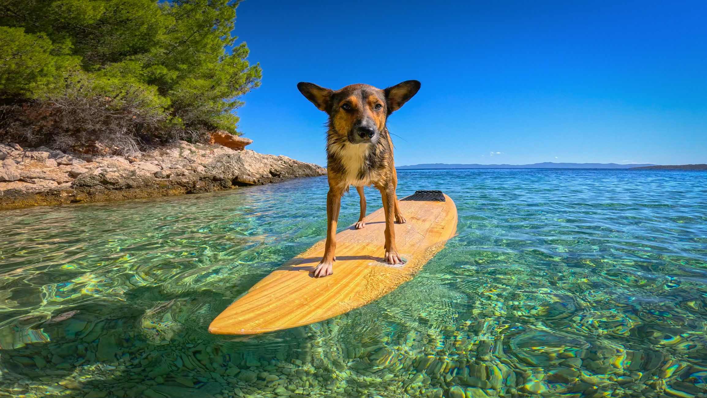 Kroatien ist schon länger für den Urlaub mit Hund ein beliebtes Ziel. 