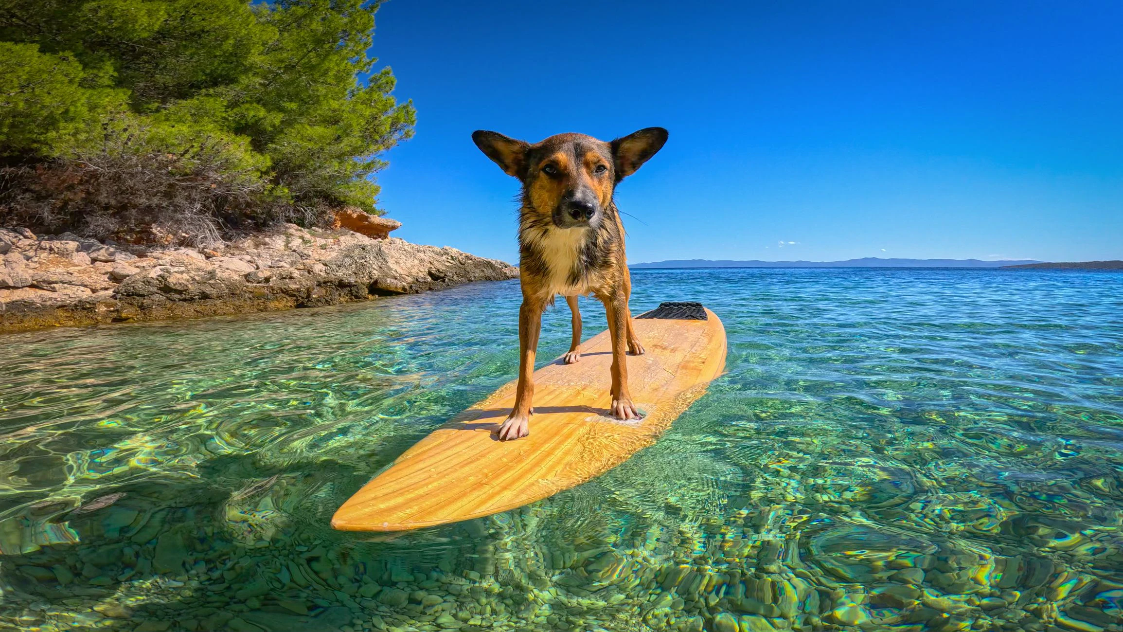 Kroatien ist schon länger für den Urlaub mit Hund ein beliebtes Ziel. 