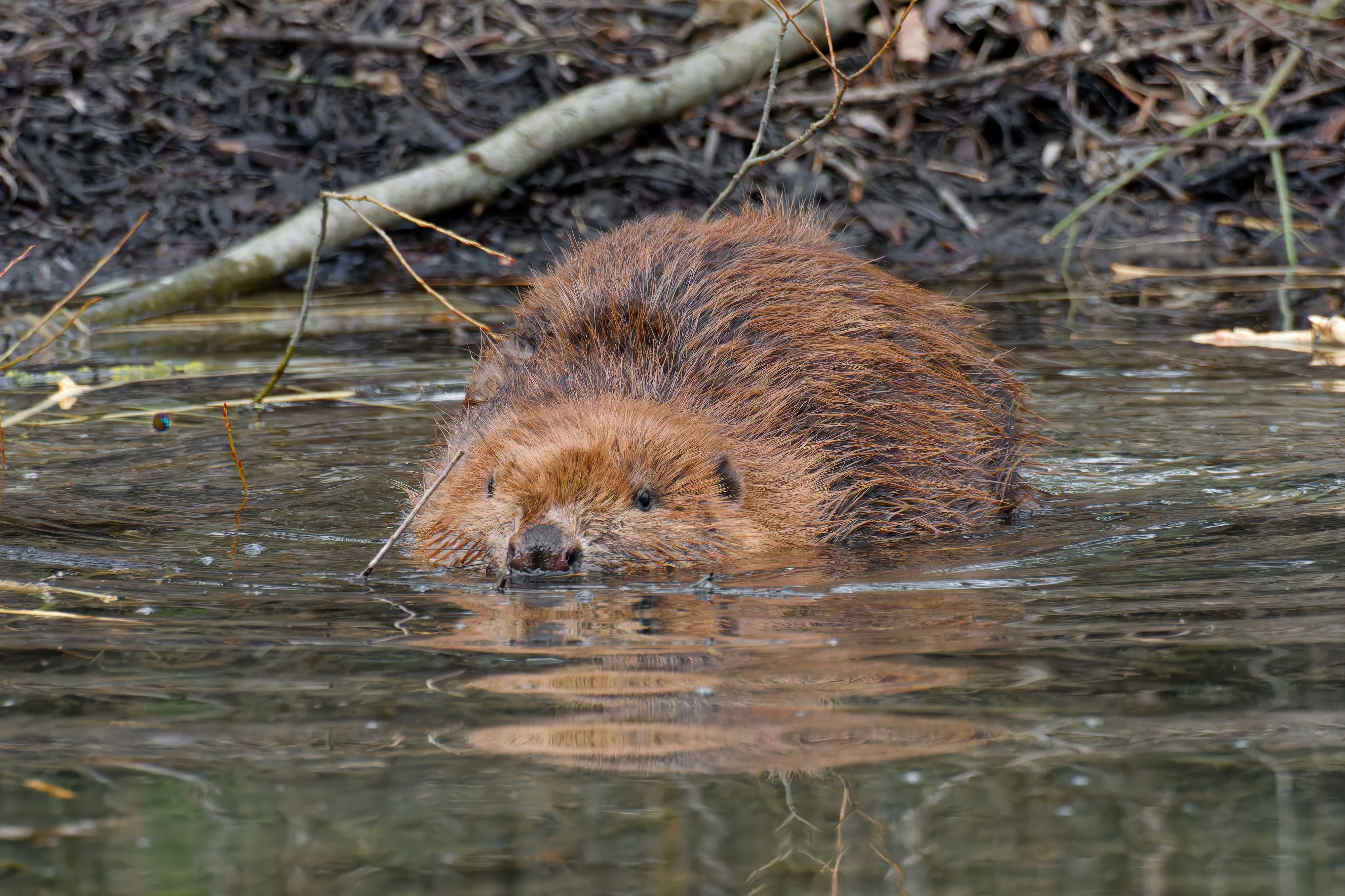 Der Biber schafft in der Natur effektive Kohlenstoffsenken.