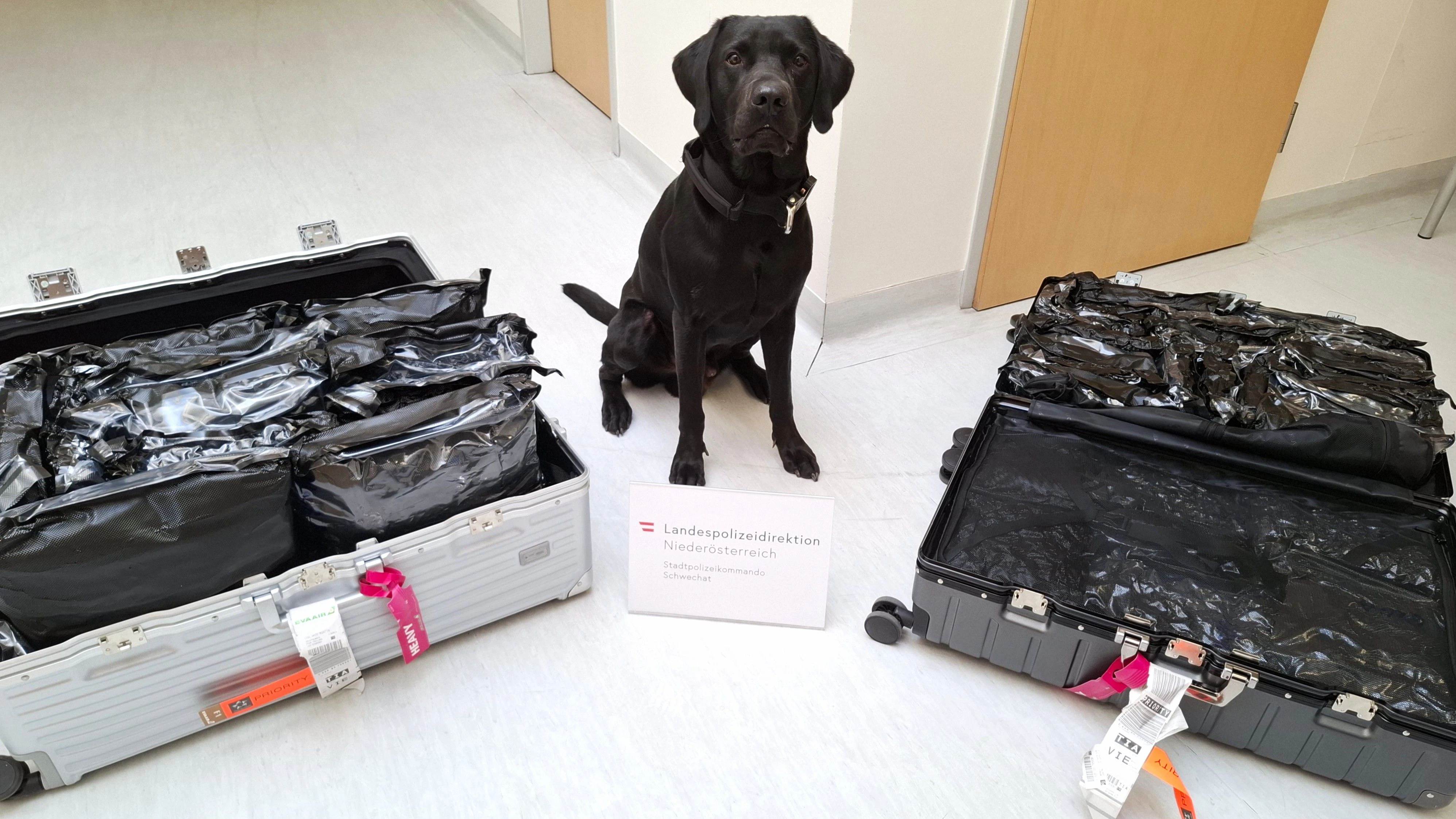 Drogenspürhund "Jerry" findet 43,5 Kilogramm Cannabiskraut.