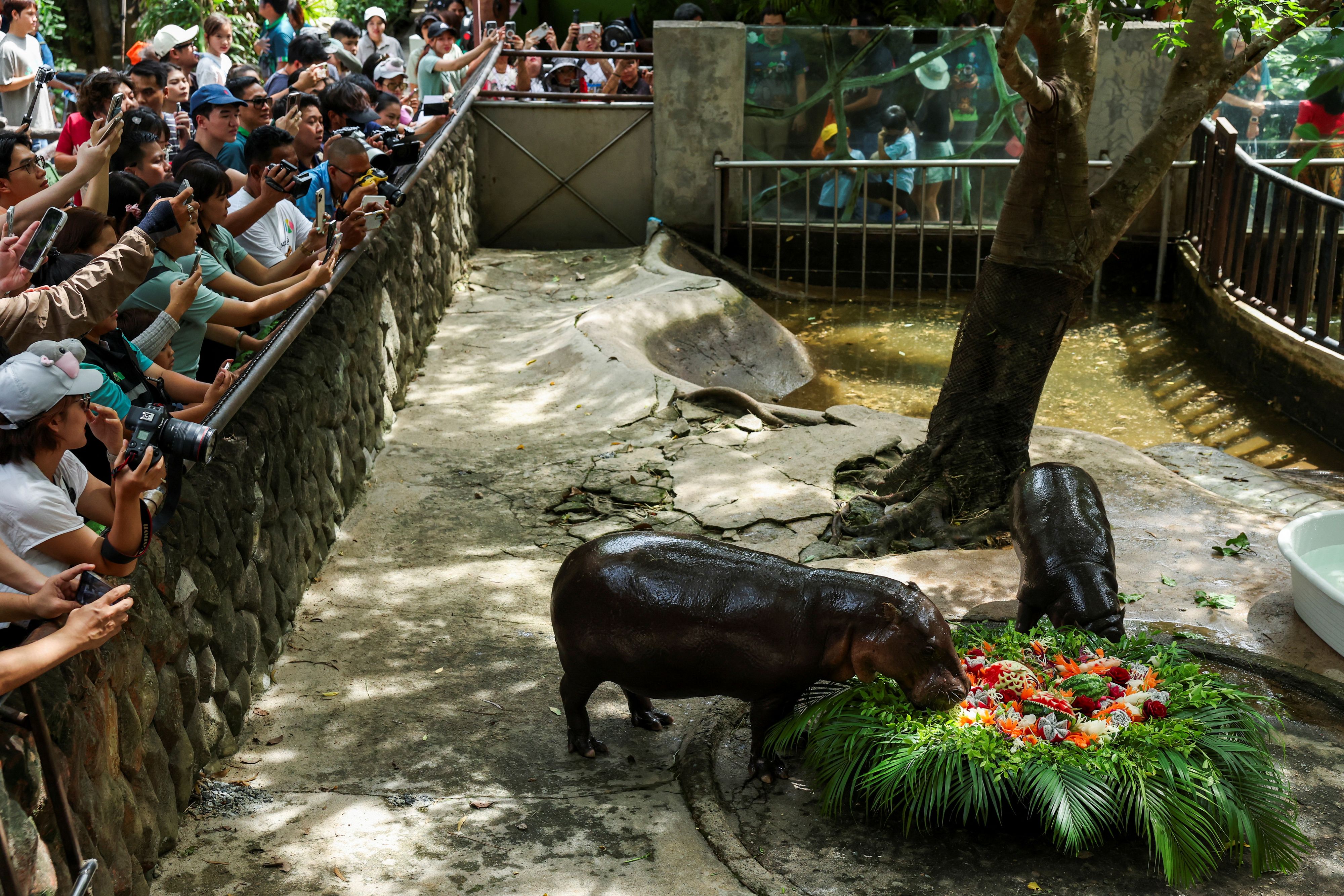 Der Besucher drang in das Gehege eines Flusspferdkindes im Khao Kheow Open Zoo in Thailand ein.