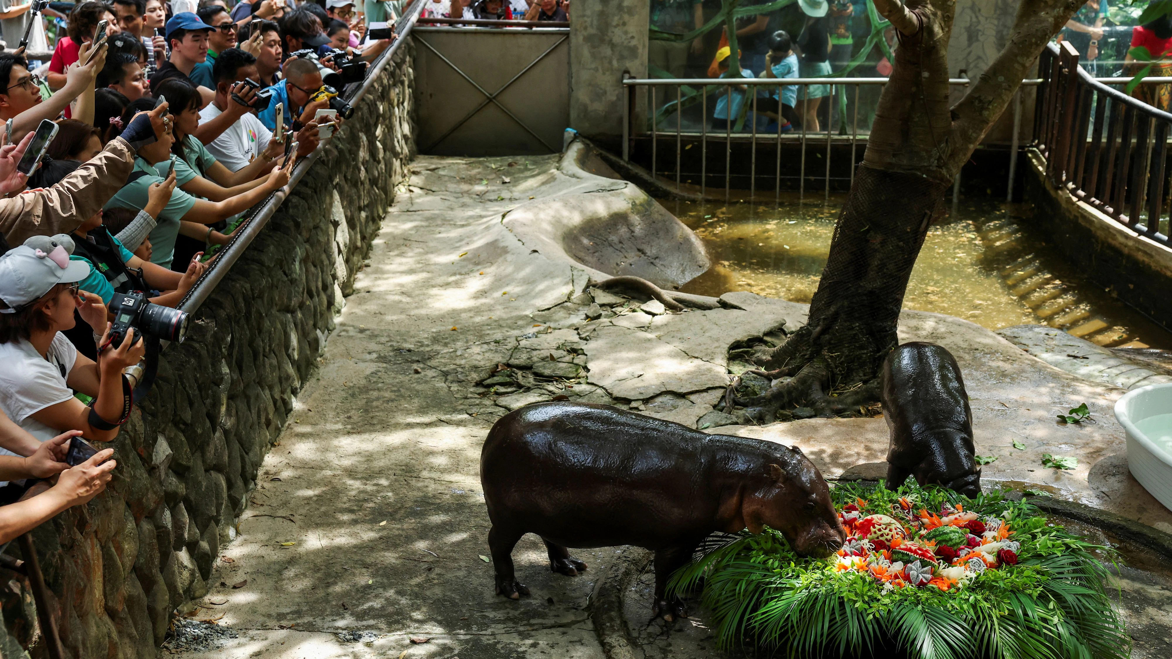 Heute.at - Besucher dringt in Gehege von Flusspferd-Jungtier ein