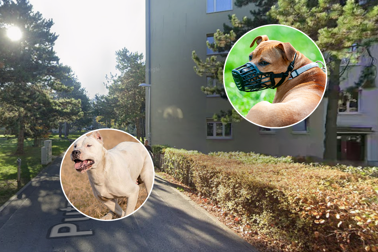 Die Nachbarn sorgen bei den Bewohnern mit ihrem Haustier für Angst.