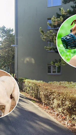 Listenhund in Wiener Gemeindebau ohne Beißkorb sorgt für Angst bei Bewohnern. Wiener Wohnen reagiert, Maßnahmen zum Schutz werden gesetzt.