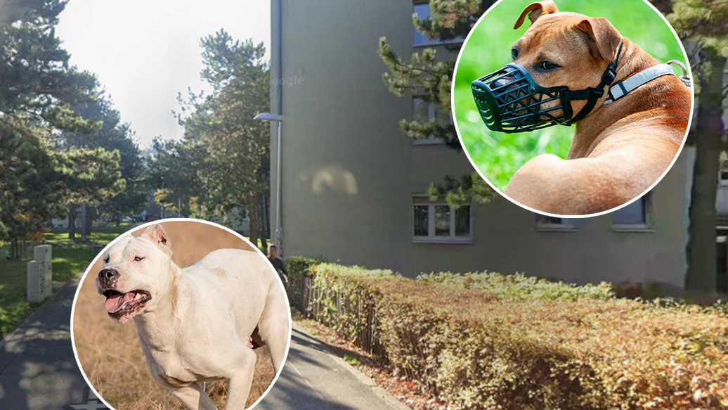 Die Nachbarn sorgen bei den Bewohnern mit ihrem Haustier für Angst.