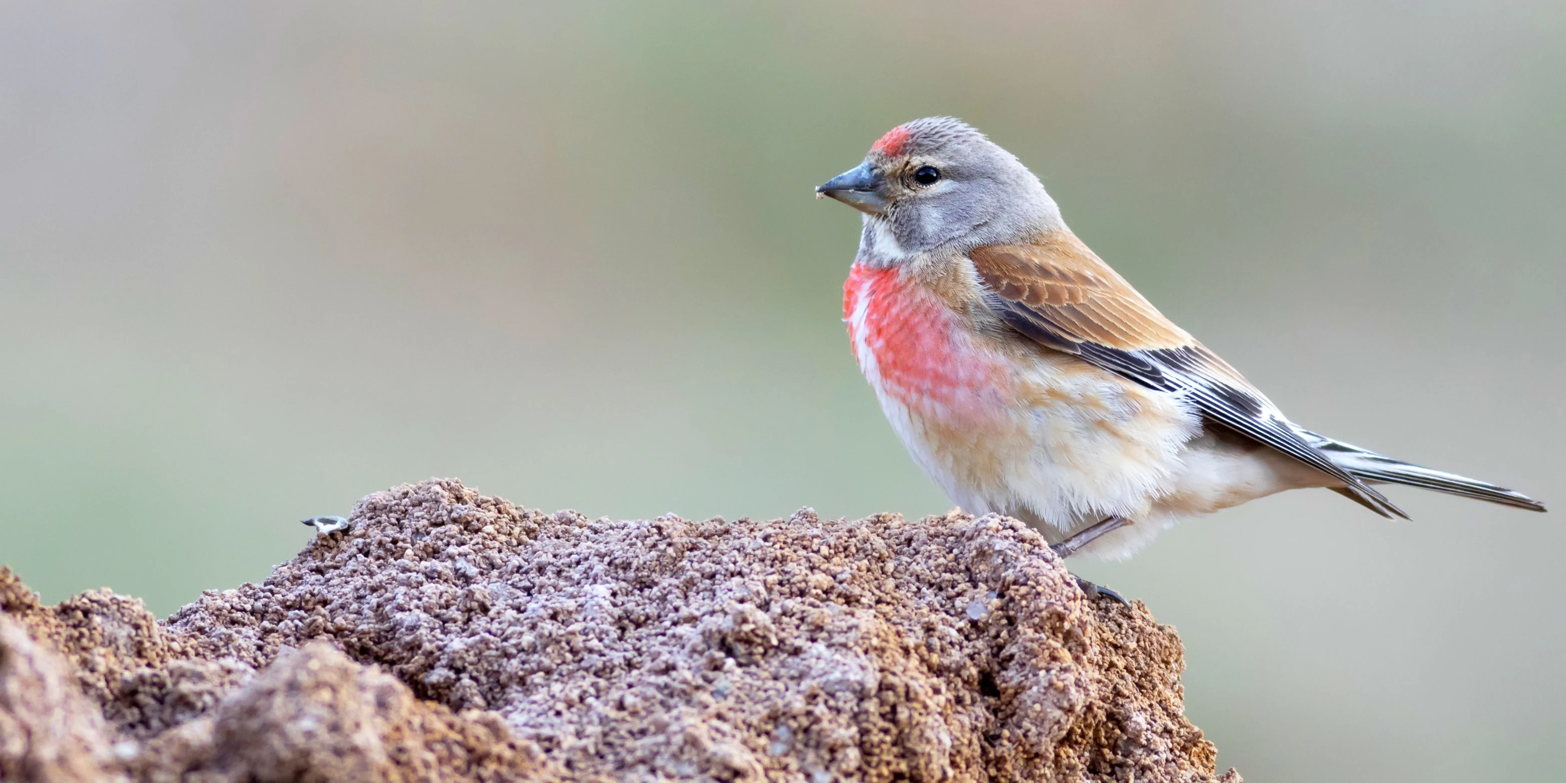 Der sogenannte "Bluthänfling" gehört zur Familie der Finken. Seit 1998 wurde ein dramatischer Rückgang von mehr als 60 Prozent in Österreich beobachtet. Nur das Männchen hat die hübsche neonrote Brust und Stirn.