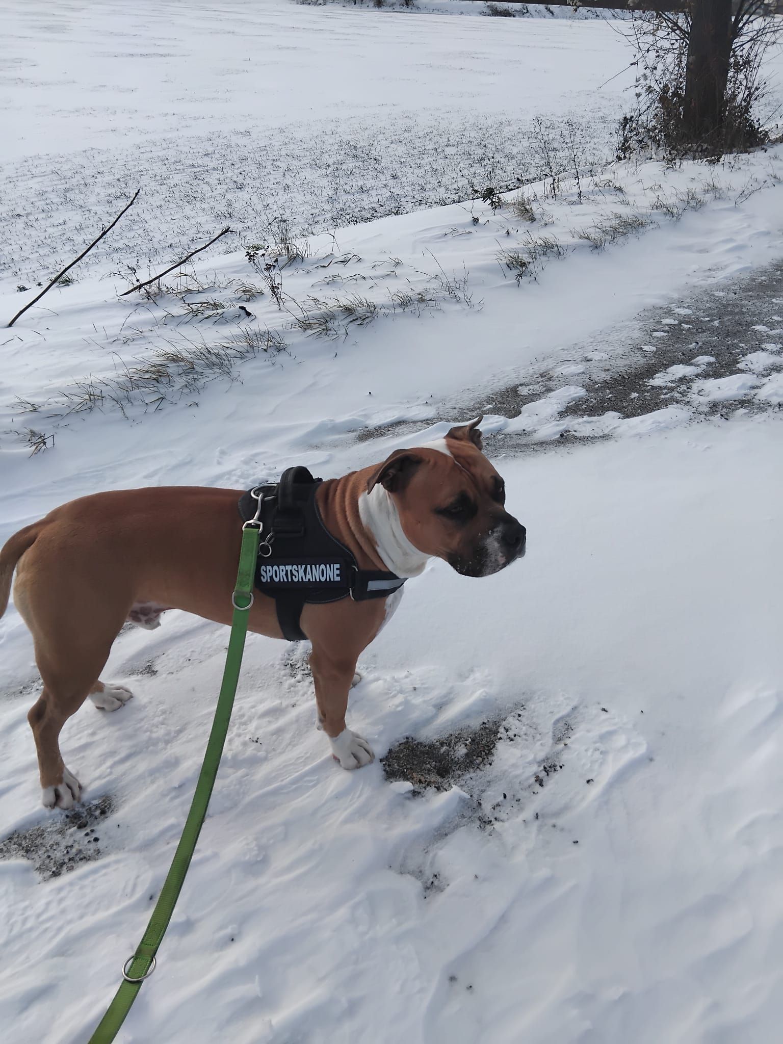 Der American Bully Tyson ist seit November 2025 bei Jurekovic und seiner Lebensgefährtin.