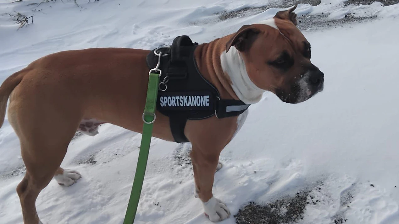 Heute.at - Fehler bei Anmeldung – Paar soll Hund Tyson abgeben