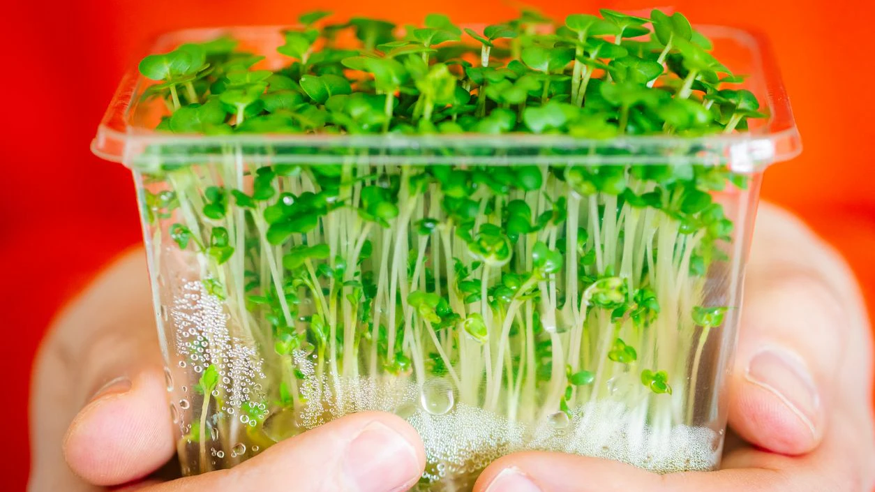 Close up image depicting hands holding a recyclable container of fresh watercress.