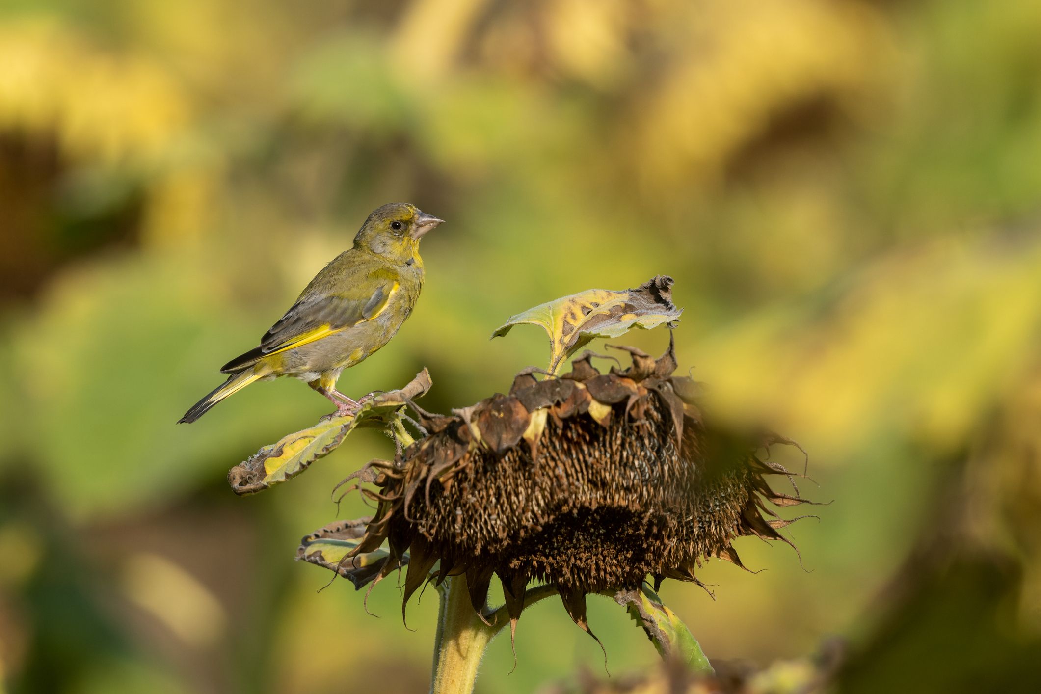 Ein unscheinbares Feld in Kärnten wurde zum Lebensretter für tausende Vögel. 