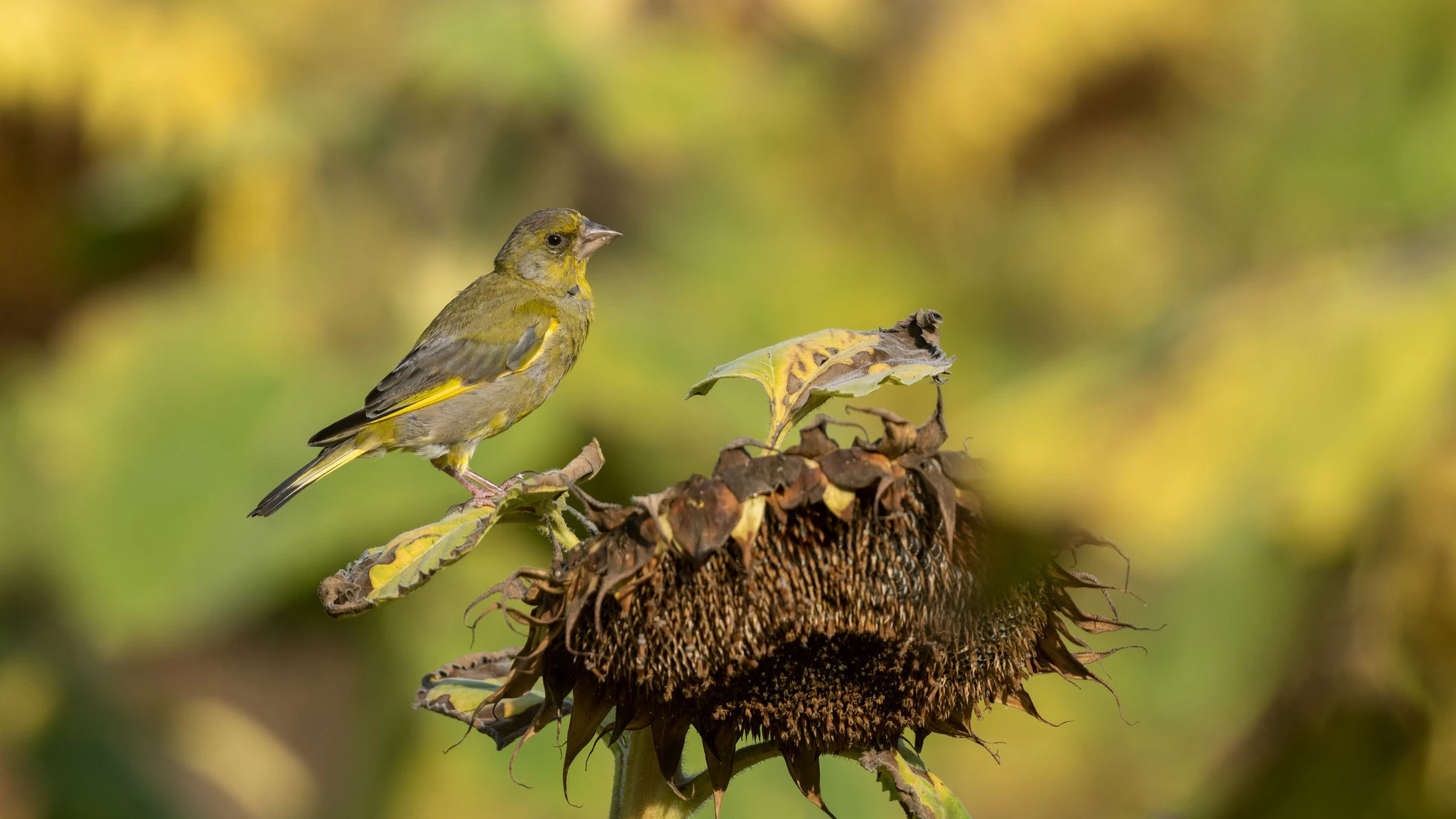Ein unscheinbares Feld in Kärnten wurde zum Lebensretter für tausende Vögel. 