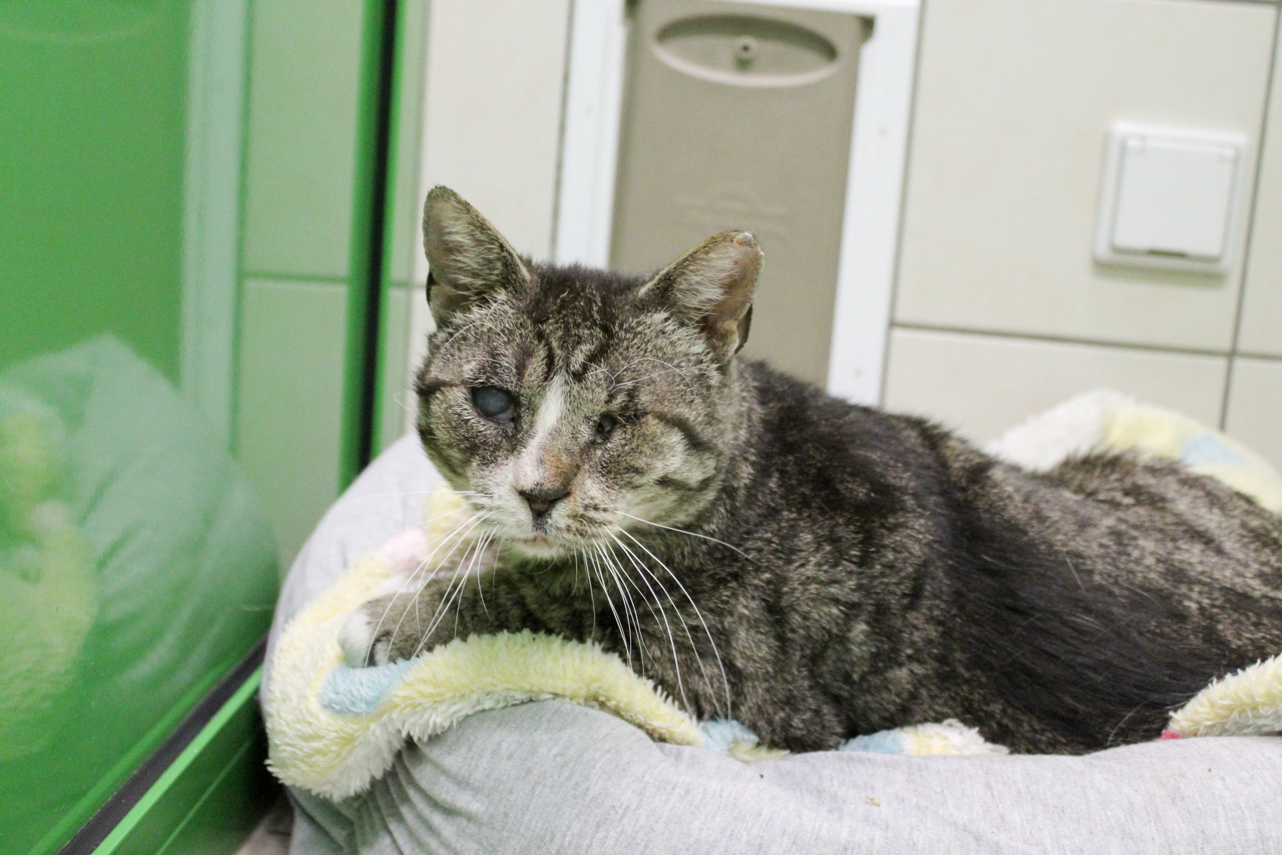 Heute.at - Armes Hascherl Moritz hat ein paar Baustellen