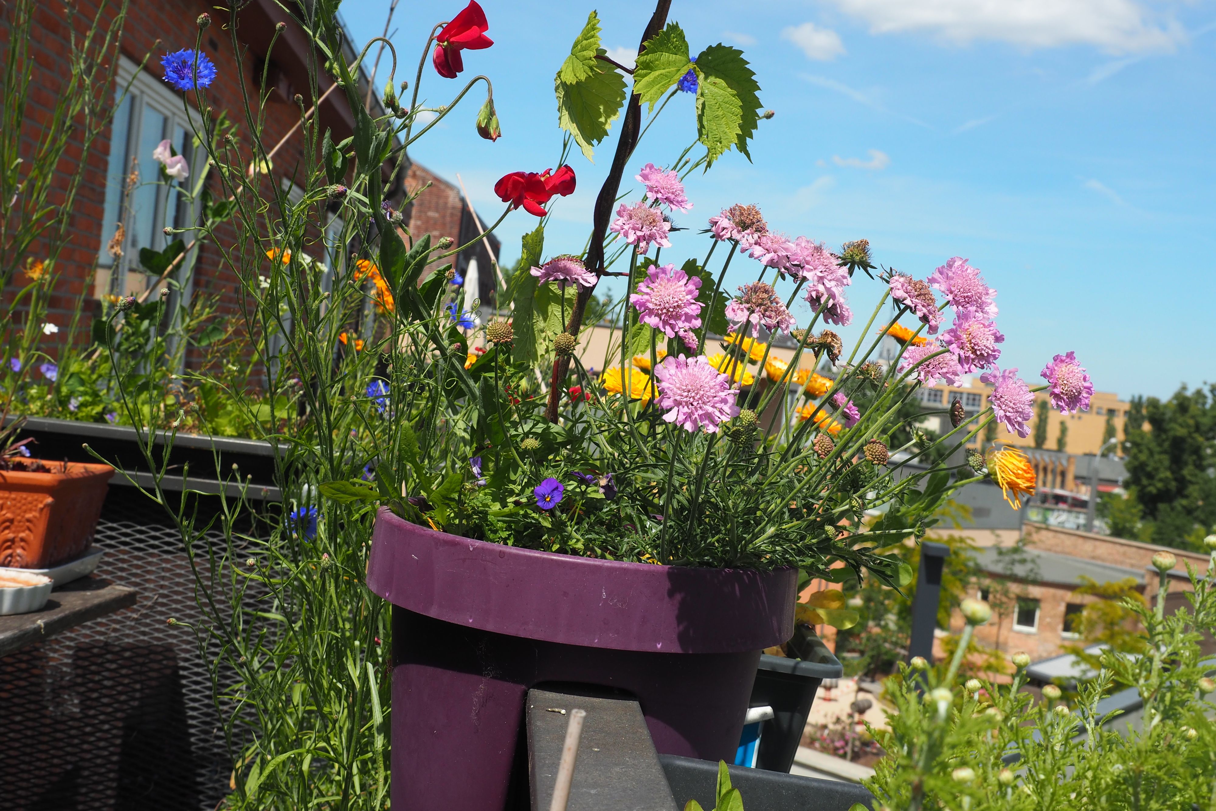 Die <a data-li-document-ref=