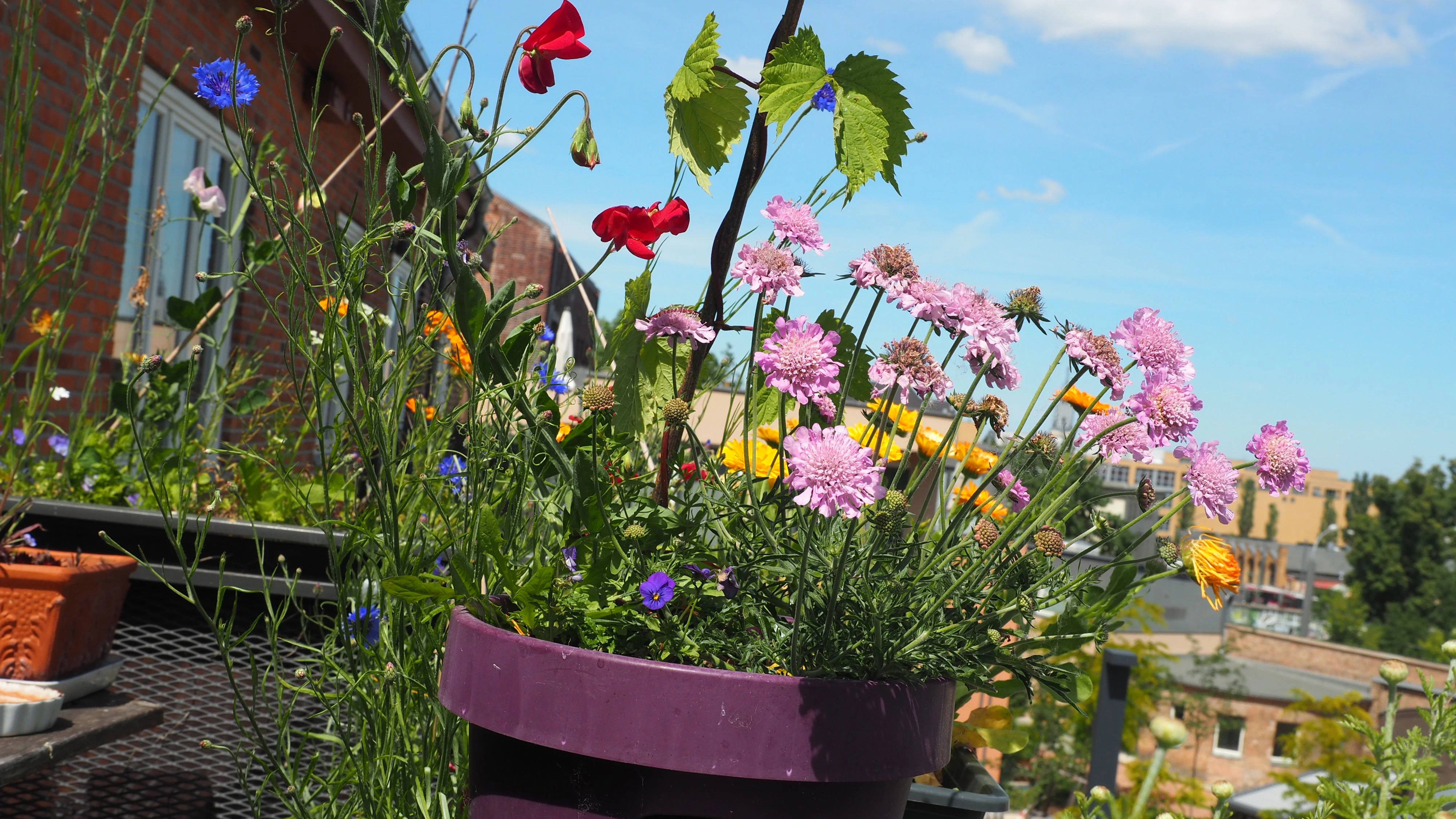 Colorful flowers on the balcony, scabiosis, vetch,