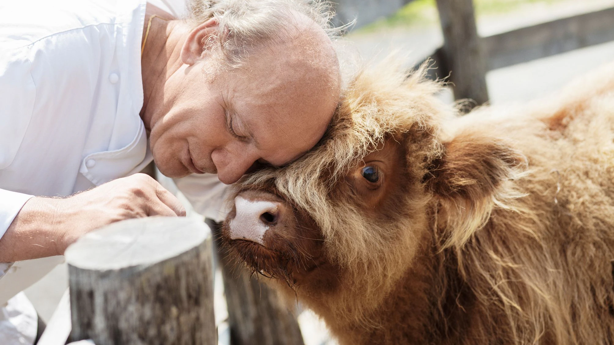 Heute.at - Tierschützer attackieren Essbaren Tiergarten von Zotter