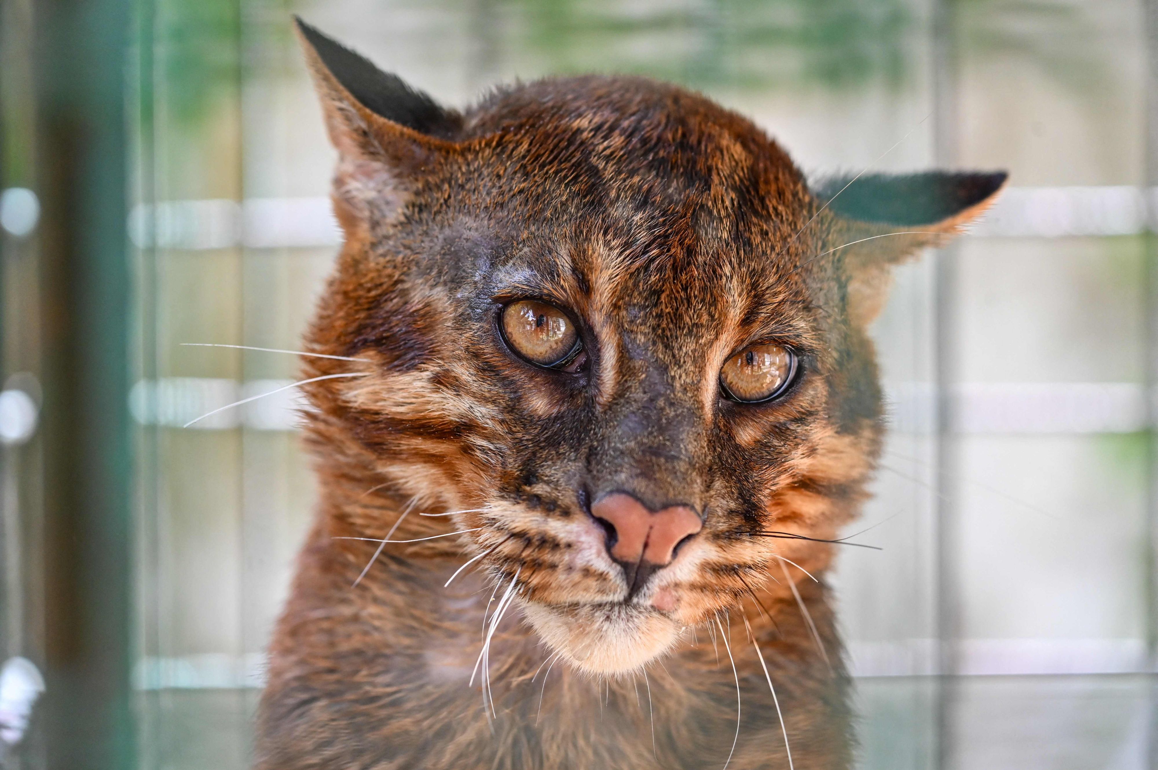 Die Asiatische Goldkatze ist sogar seltener als der Große Panda. 