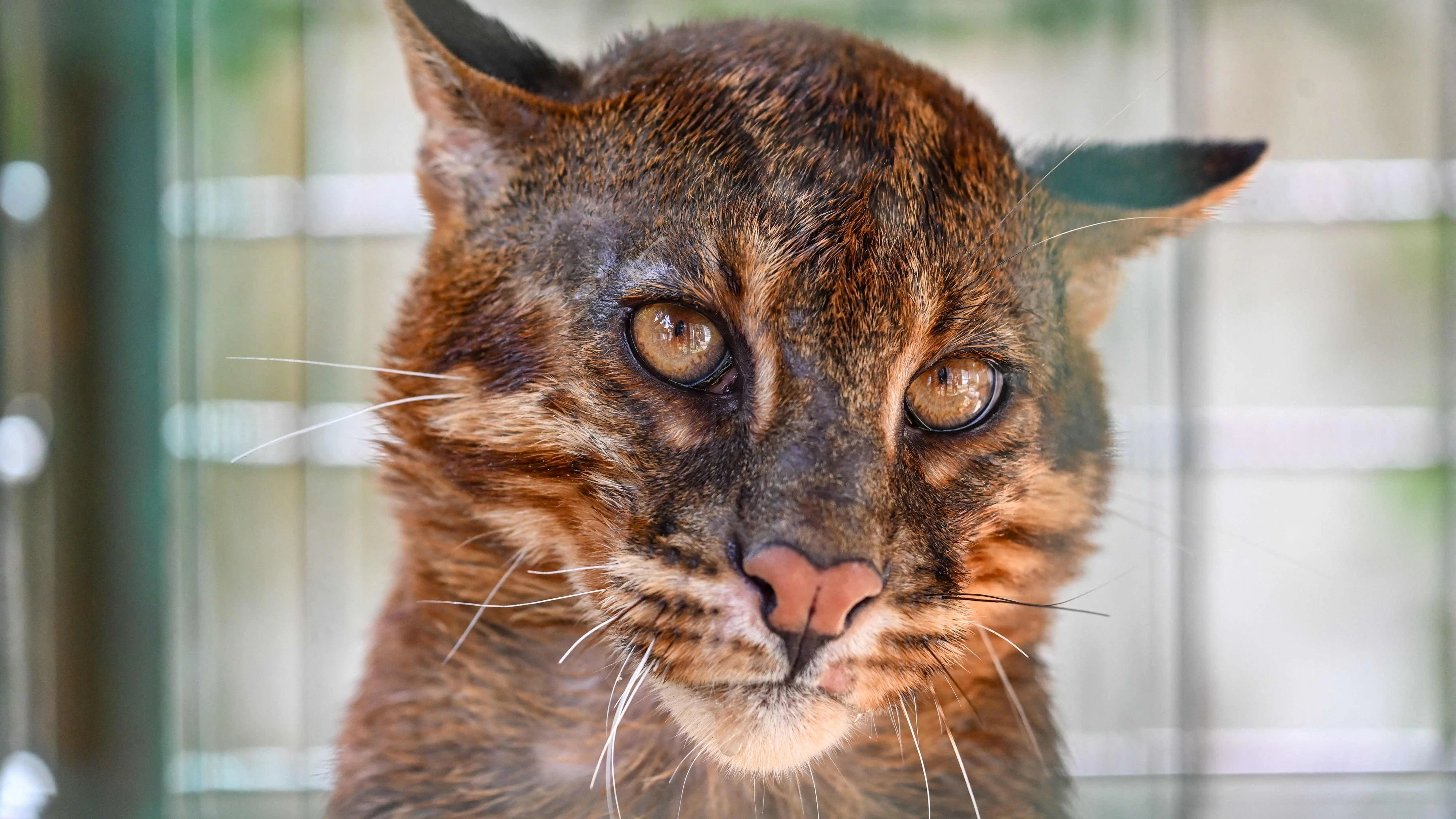 Die Asiatische Goldkatze ist sogar seltener als der Große Panda. 