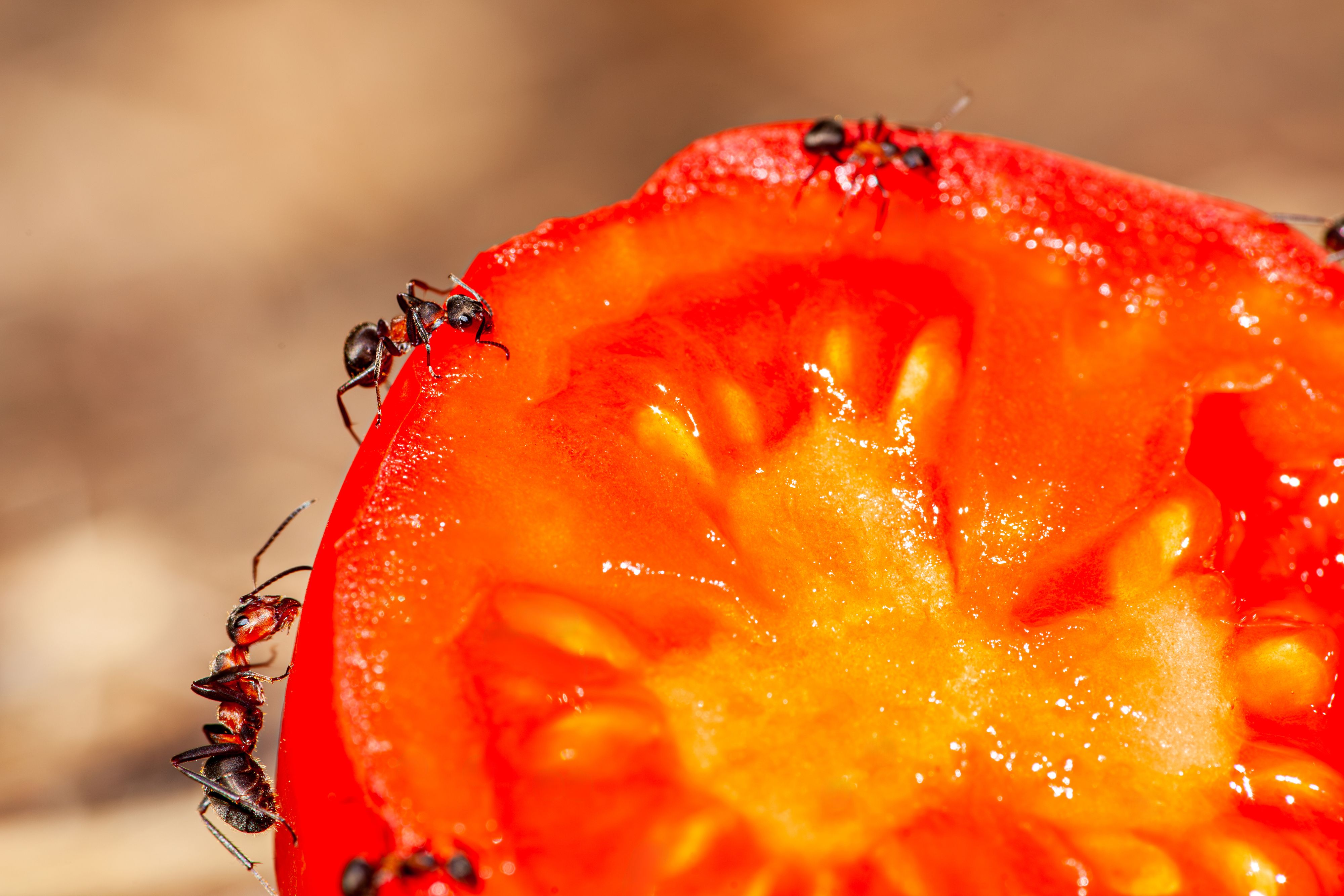 Ameisen sind im Hochbeet ungebetene Gäste.