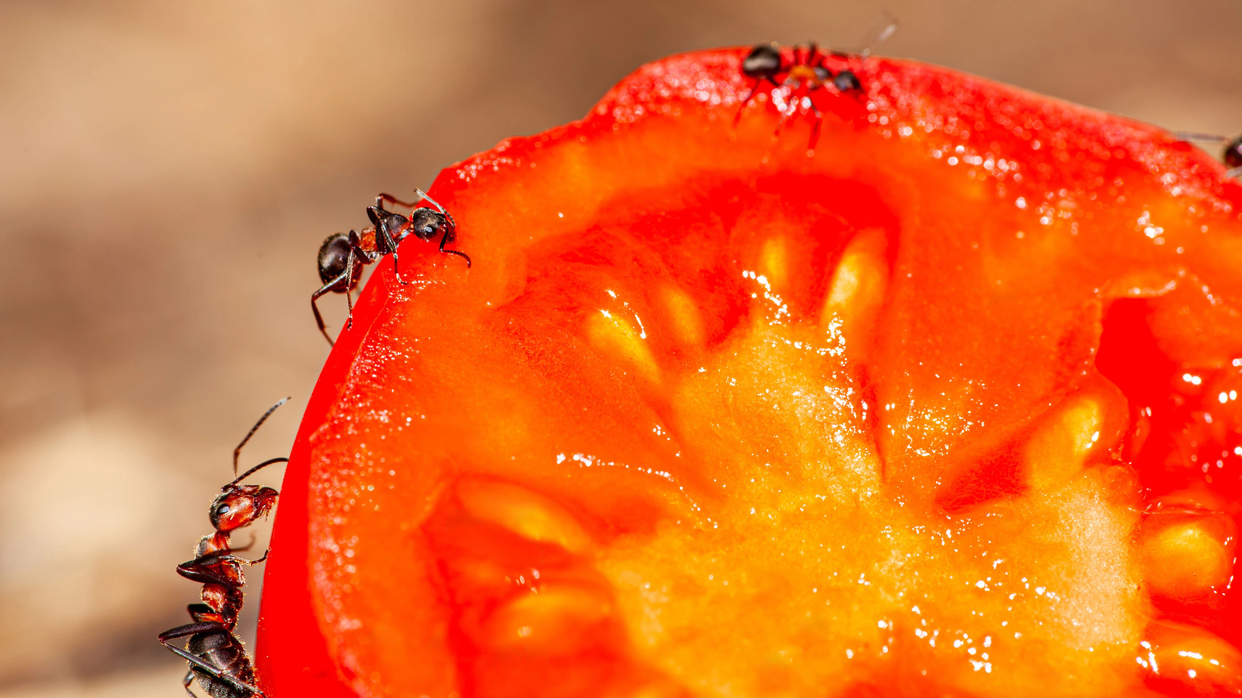 Macro picture of a tomato cut in half and pictured on an anthill where they get everything they want from this tomato, the tomato is very sweet and has many vitamins for the ants. High quality photo