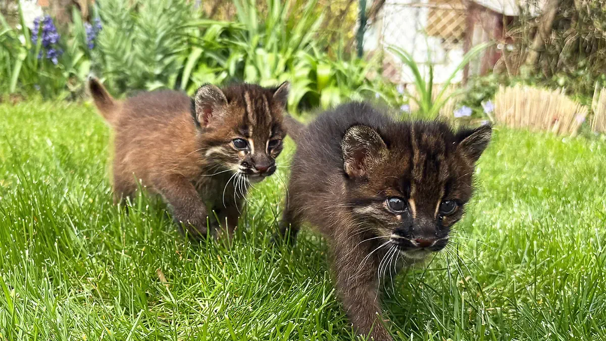 "Samin" und "Mirza" sind wirklich entzückend, oder?