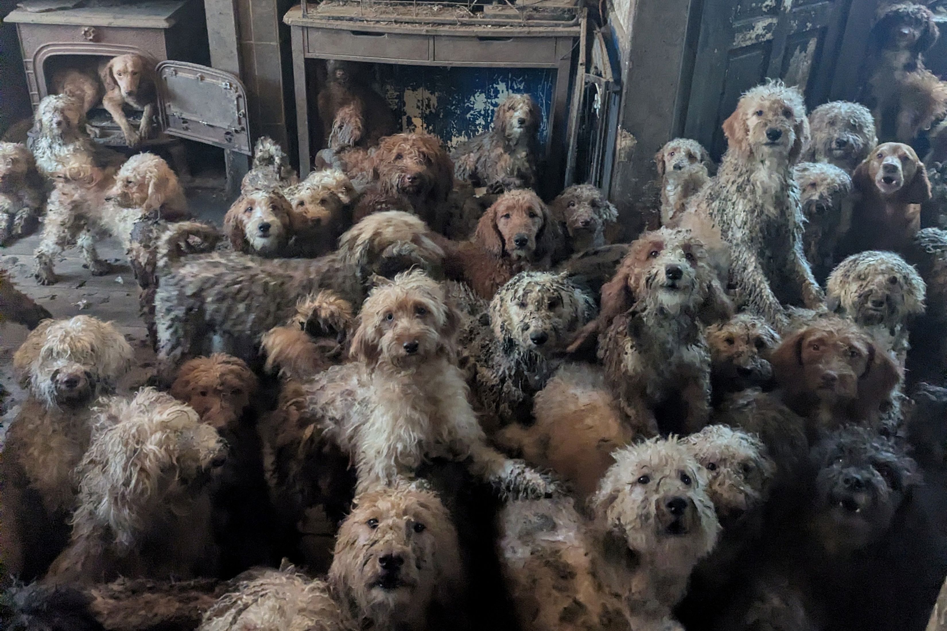 250 Hunde wurden aus dem Haus gerettet. (Symbolbild)