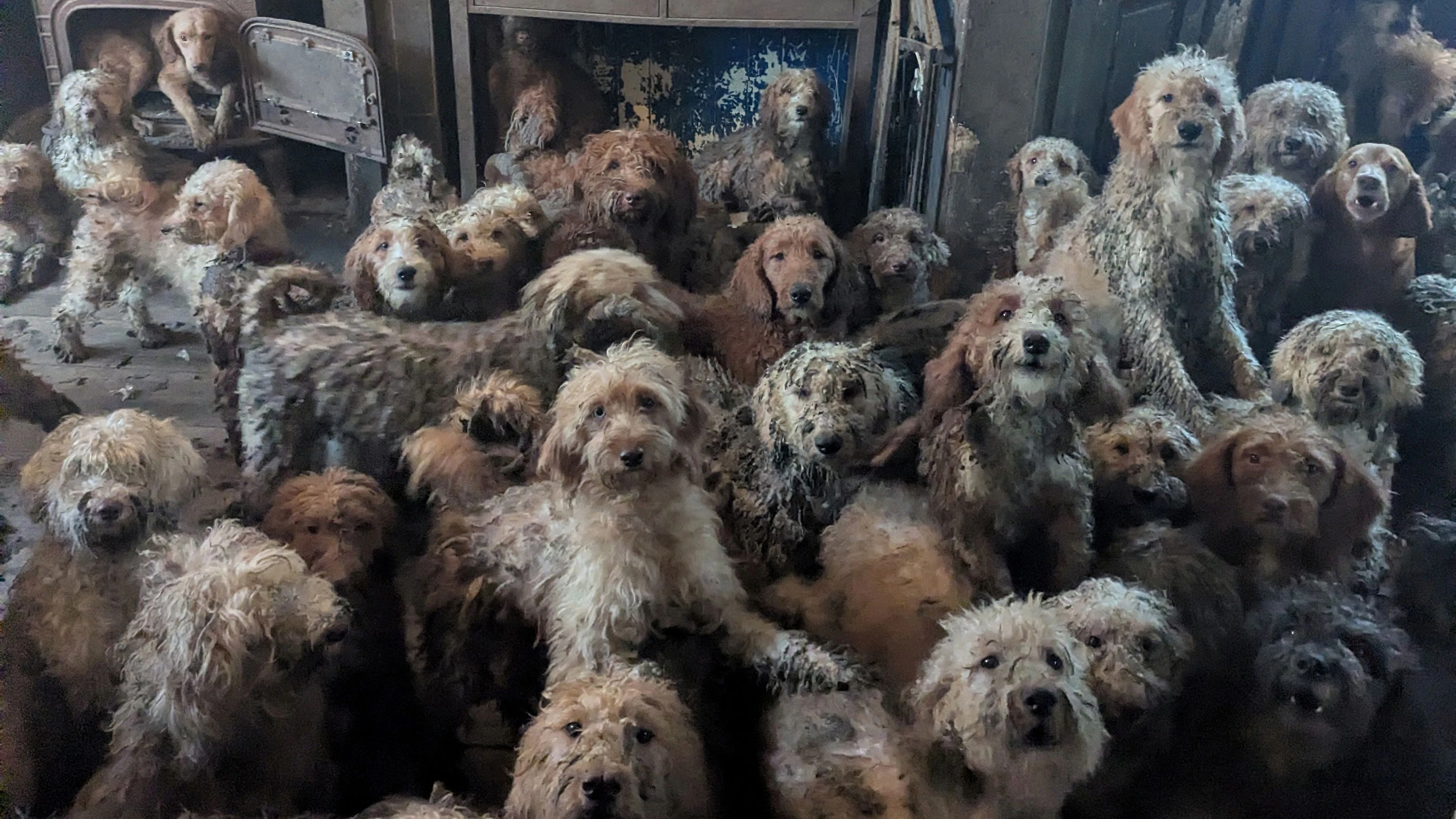 250 Hunde wurden aus dem Haus gerettet. (Symbolbild)