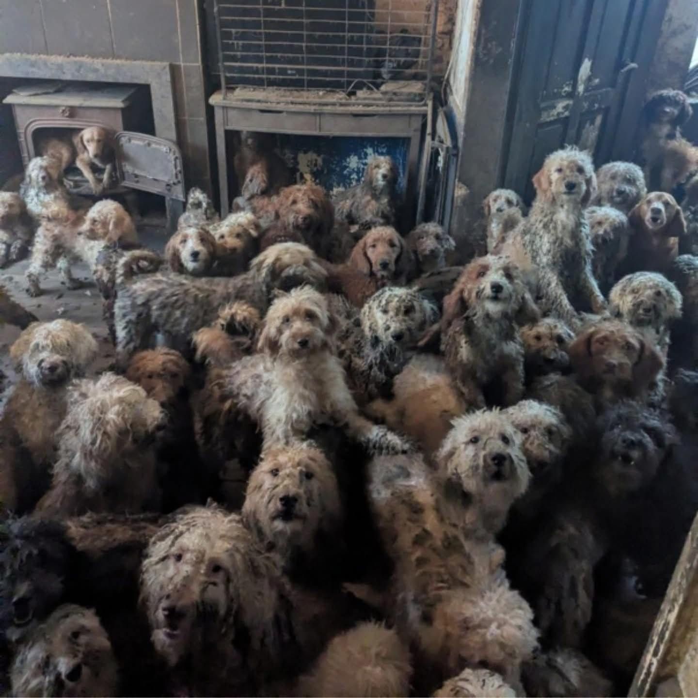 Viele Facebook-User denken, dass dieses Bild von der KI erstellt wurde.