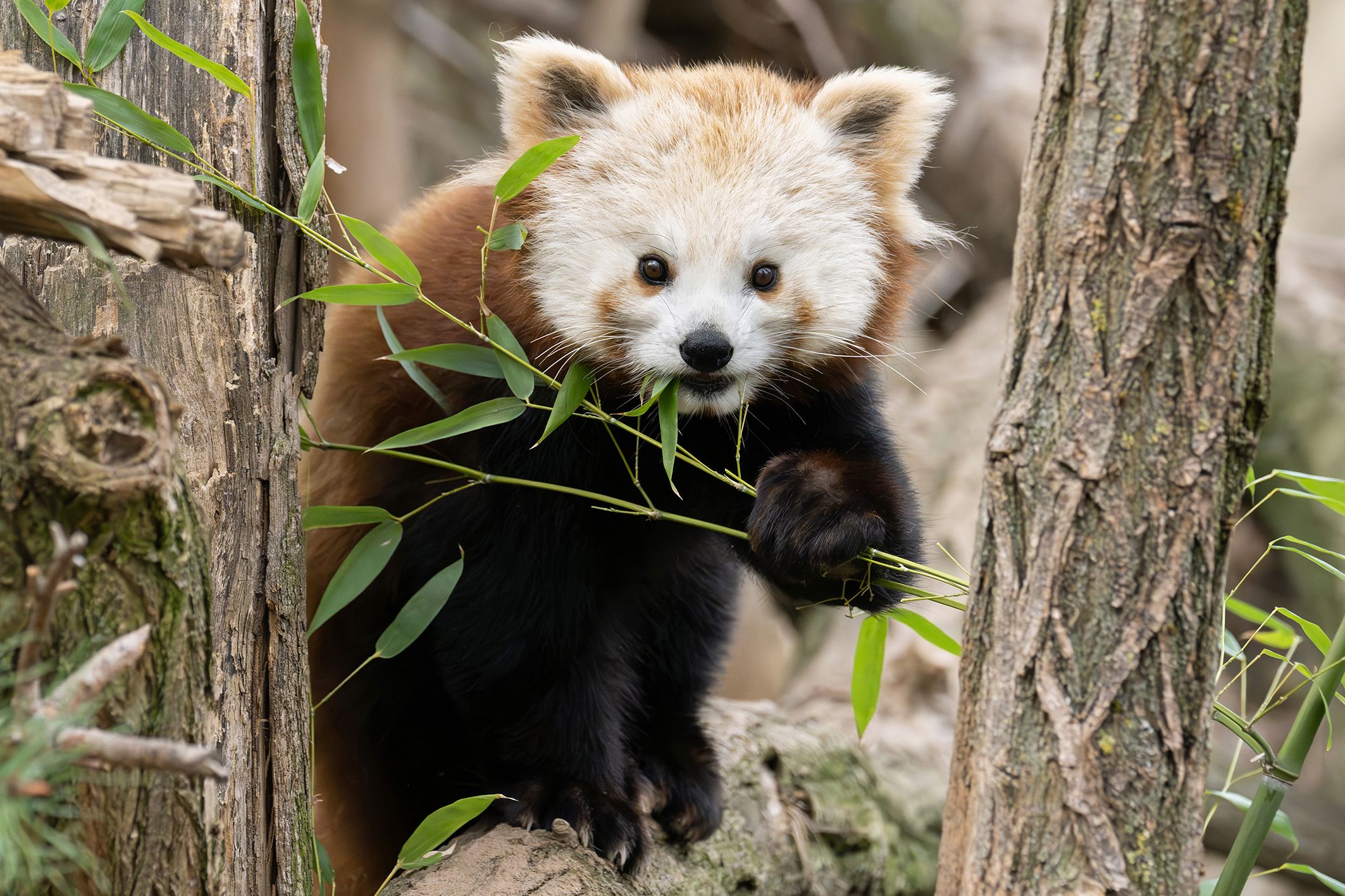 Bei den Roten Pandas ist kürzlich ein neues Weibchen eingezogen.