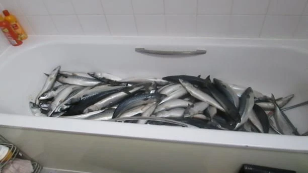 In dieser Badewanne direkt neben Klo und Waschbecken lagerte der Mann seine Ware, bevor er sie weiterverarbeitete.