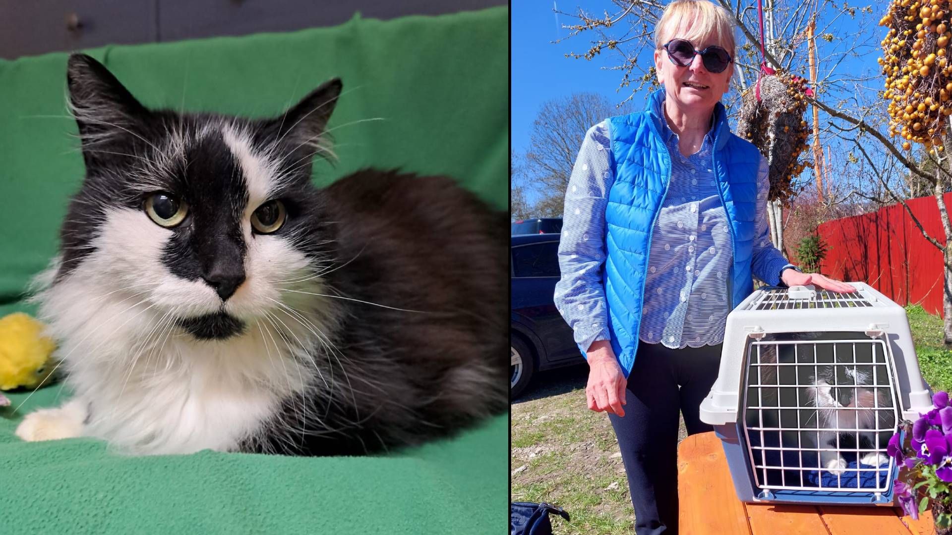 Drei Monate hat Kater 