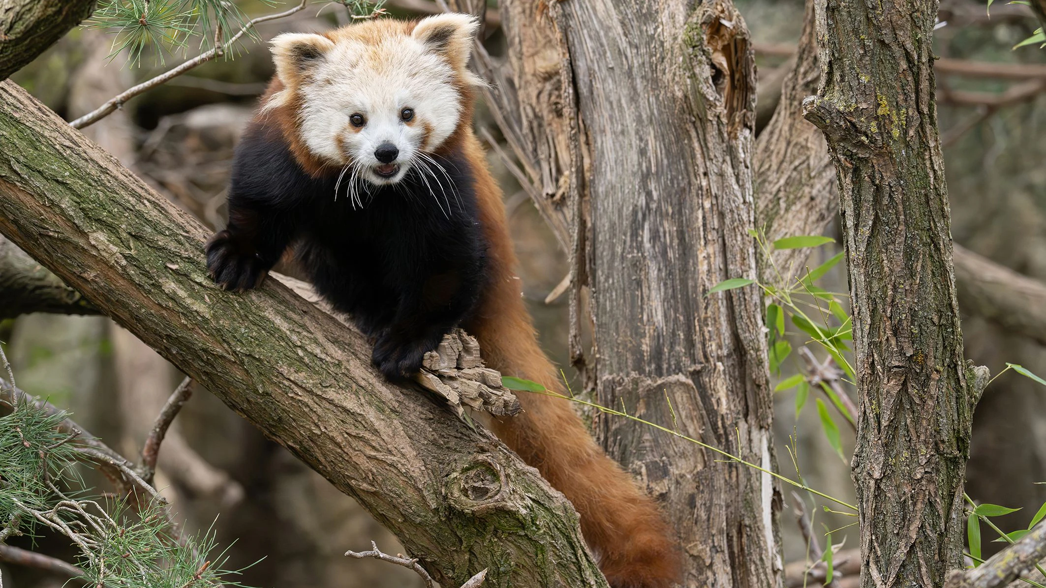 Oben kann man den süßen Katzenbären entdecken. 