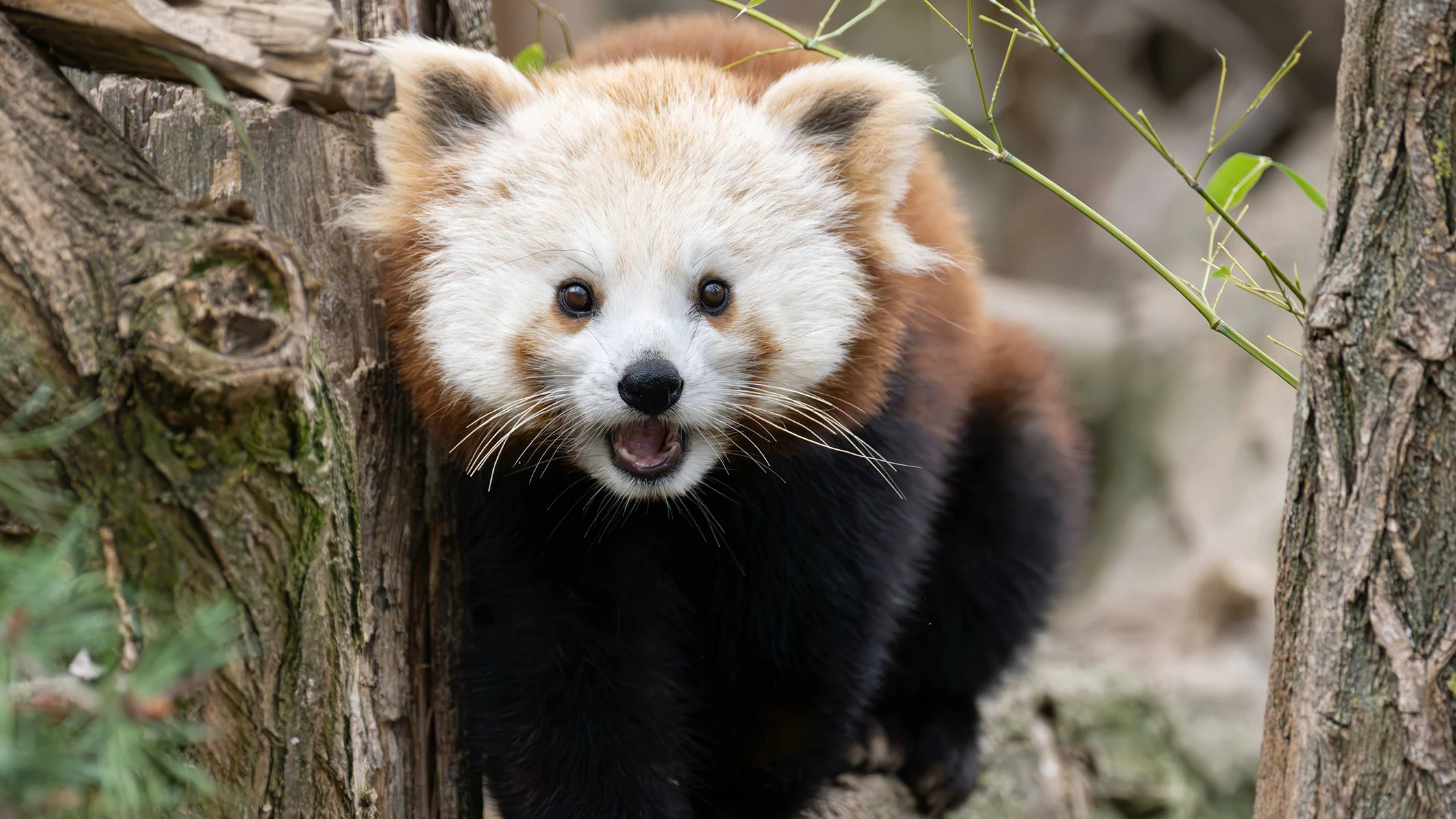 Das Mädchen ist mit seinem hellen Gesicht vom Männchen gut zu unterscheiden. 