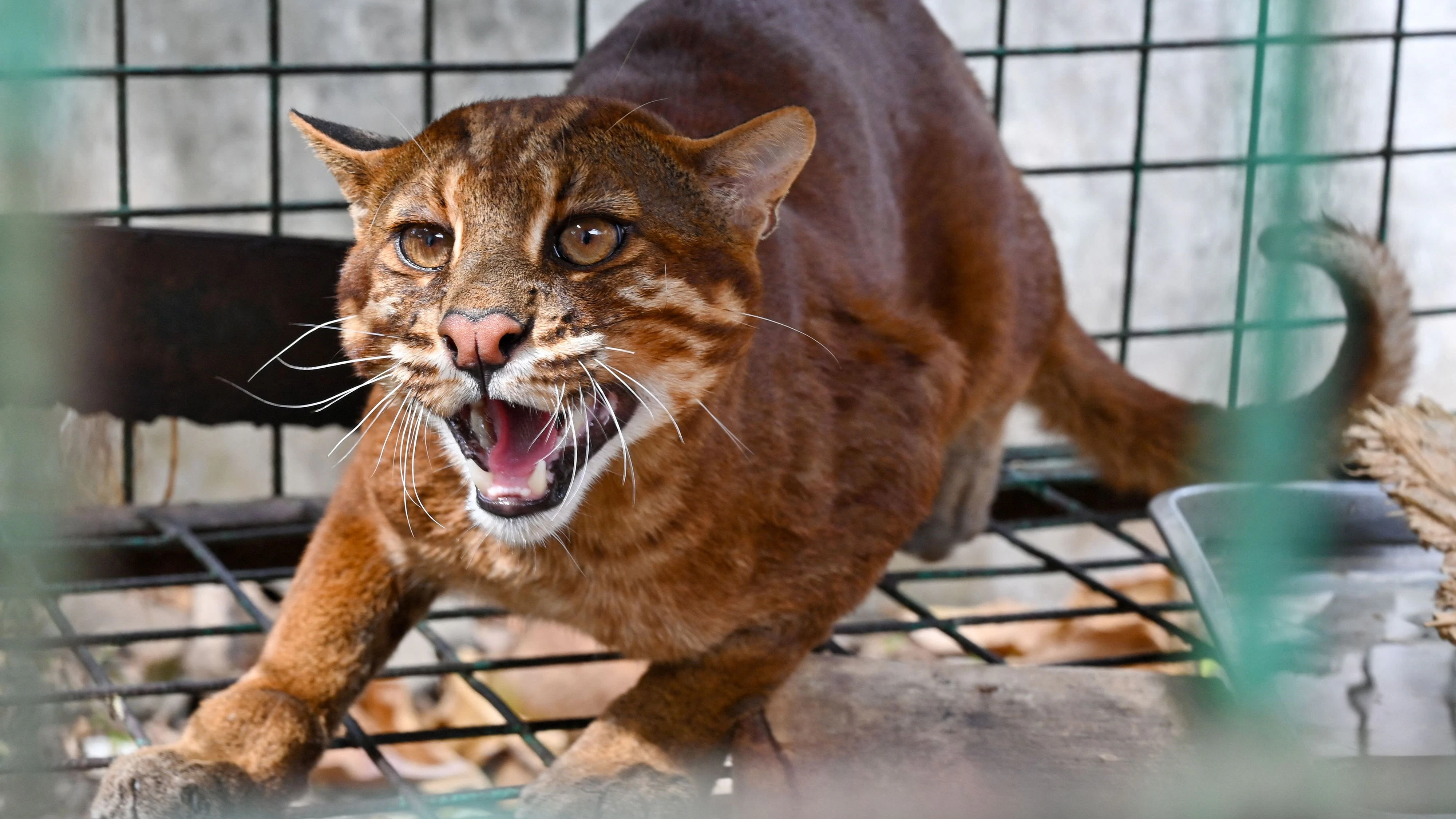 Die Asiatische Goldkatze ist etwa doppelt so groß wie eine Hauskatze und wiegt etwa 16 Kilogramm. 