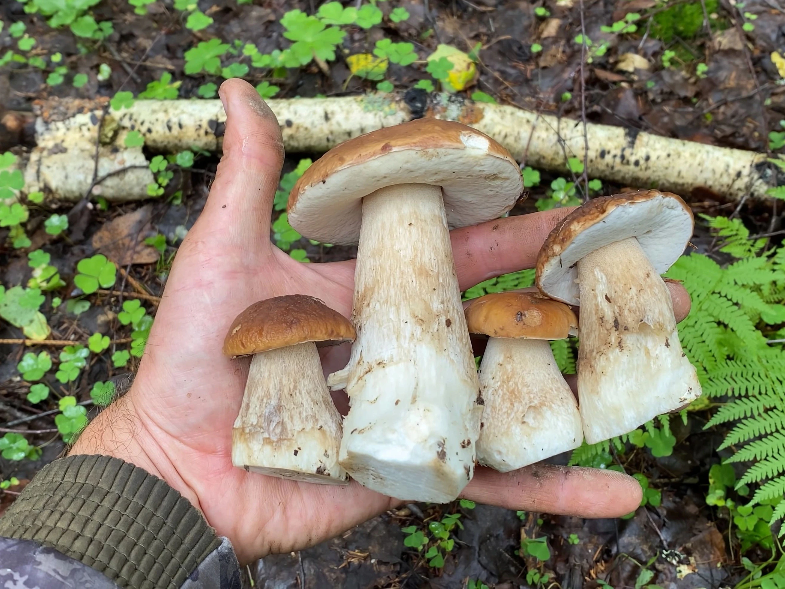 Die Falsche Rotkappe (<em>Aureoboletus projectellus</em>) wurde 2011 erstmals in Litauen auf europäischen Boden festgestellt.