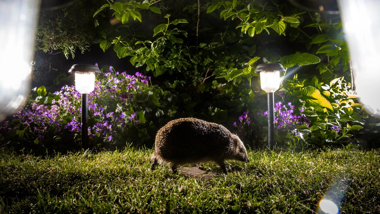 Igel sind nachtaktiv und deshalb von Mährobotern stark bedroht. 