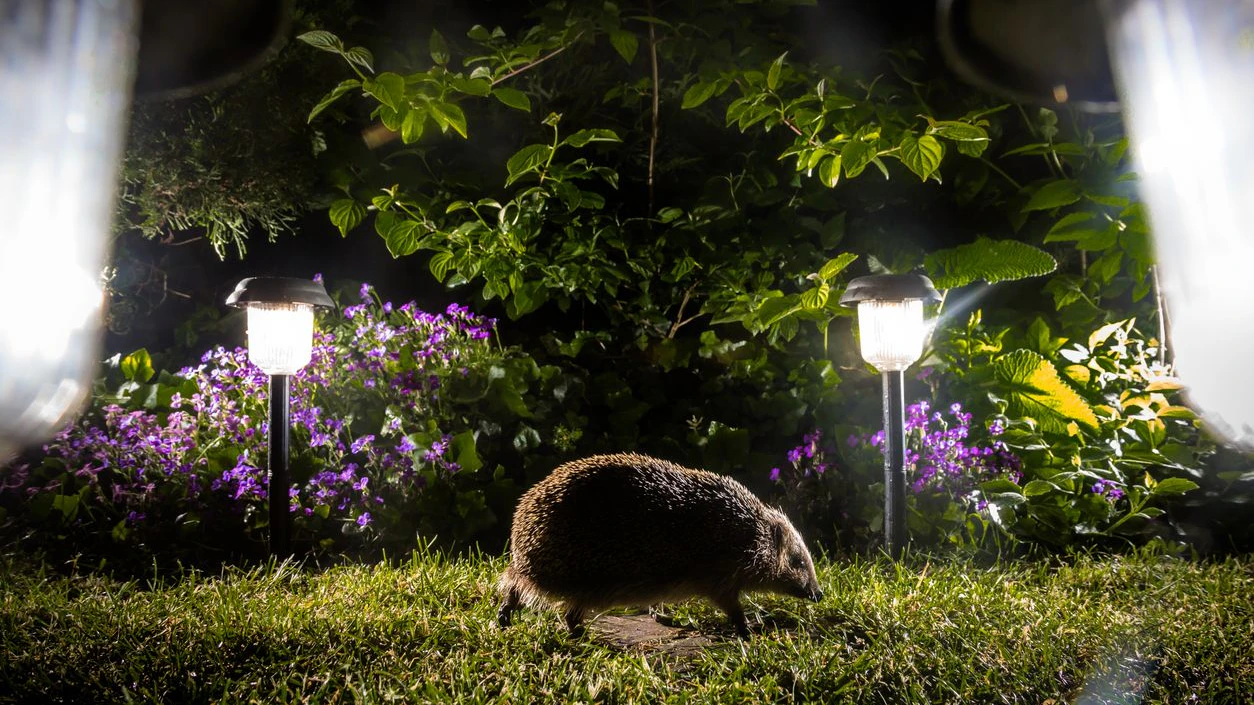 Igel sind nachtaktiv und deshalb von Mährobotern stark bedroht. 