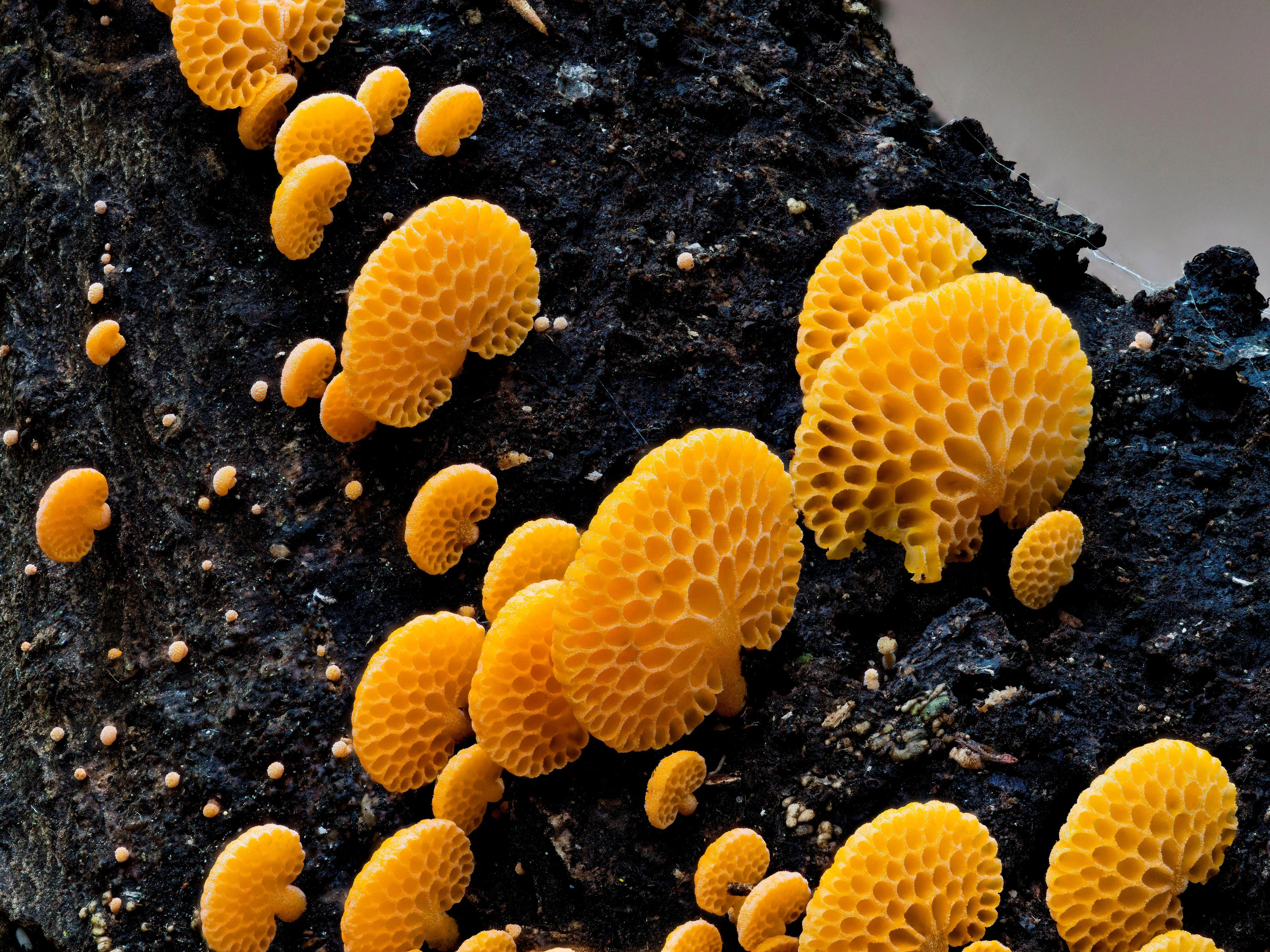 Der Orangerote Porenhelmling (Favolaschia calocera) tauchte 1999 erst in Italien auf, 2012 in Großbritannien und seither in immer weiteren Regionen Europas.