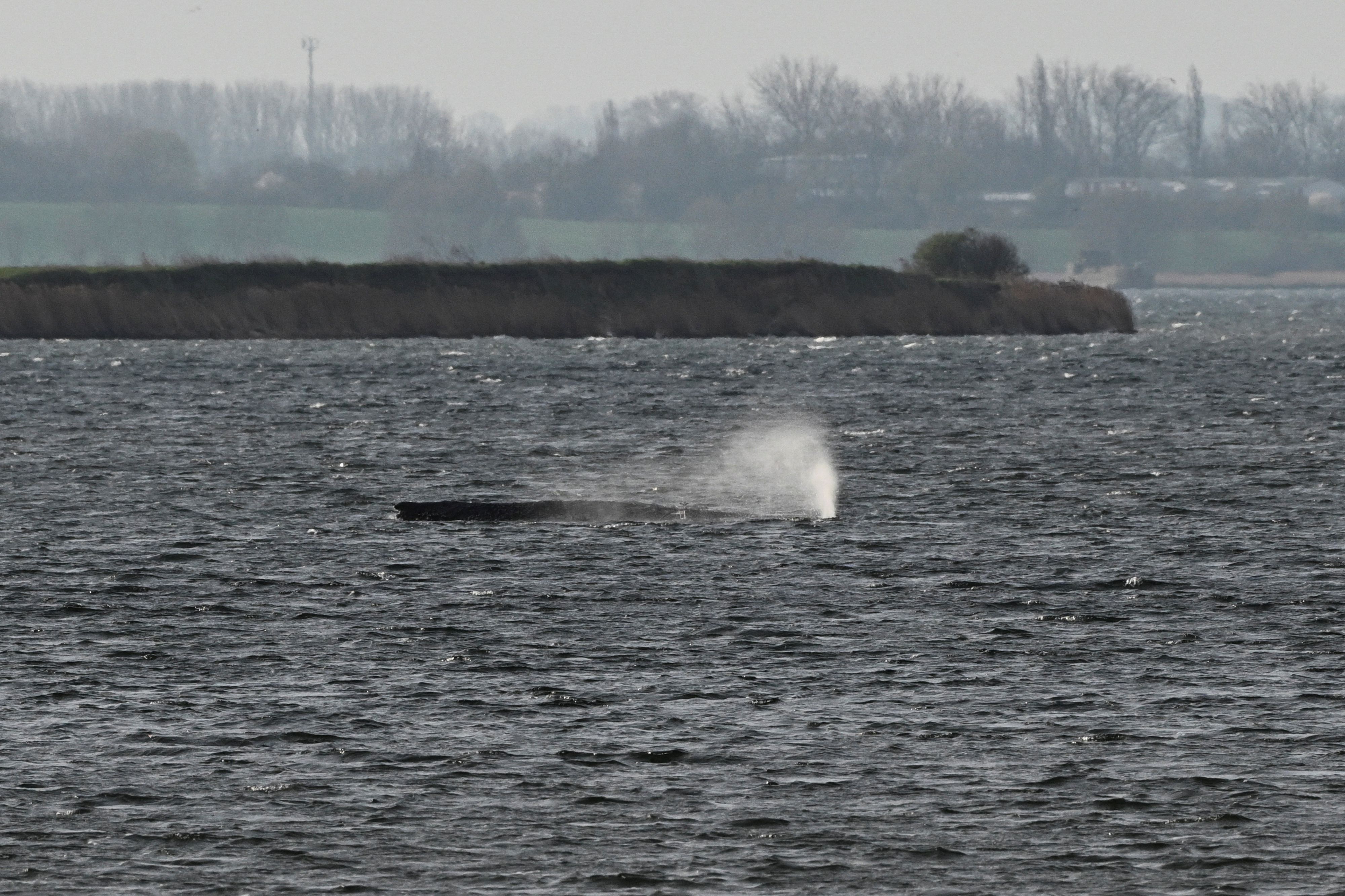 Ein deutscher Unternehmer will einen neuen Rettungsversuch starten.