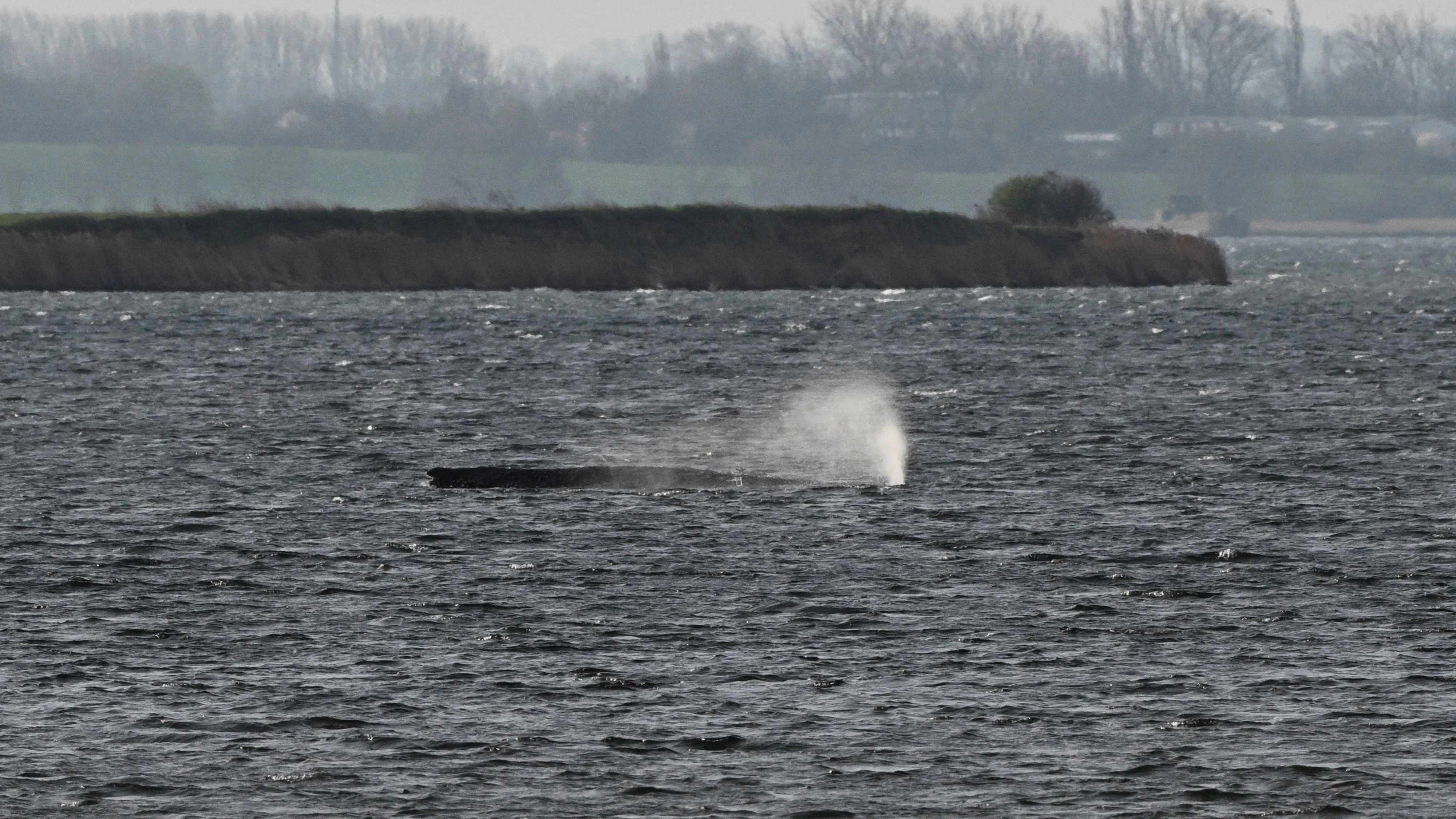 A humpback whale lies on a sandbank in the shallow waters off the Baltic Sea island of Poel near Wismar, Germany, April 5, 2026.  REUTERS/Annegret Hilse