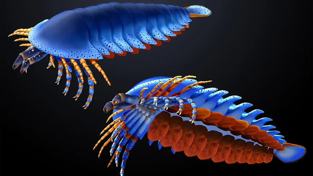 Der neu entdeckte Chelicerat M. cousteaui sieht aus wie eine Mischung aus Pfeilschwanzkrebs und Kellerassel. 