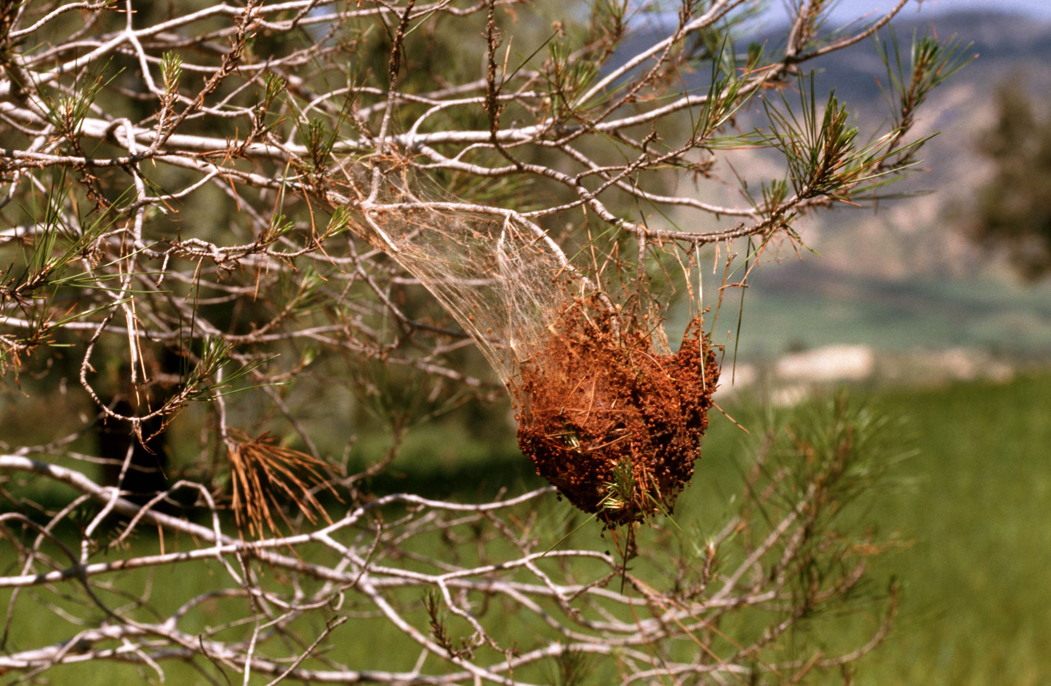 Pinien-Prozessionsspinner in der Region Dobratsch und Schütt.