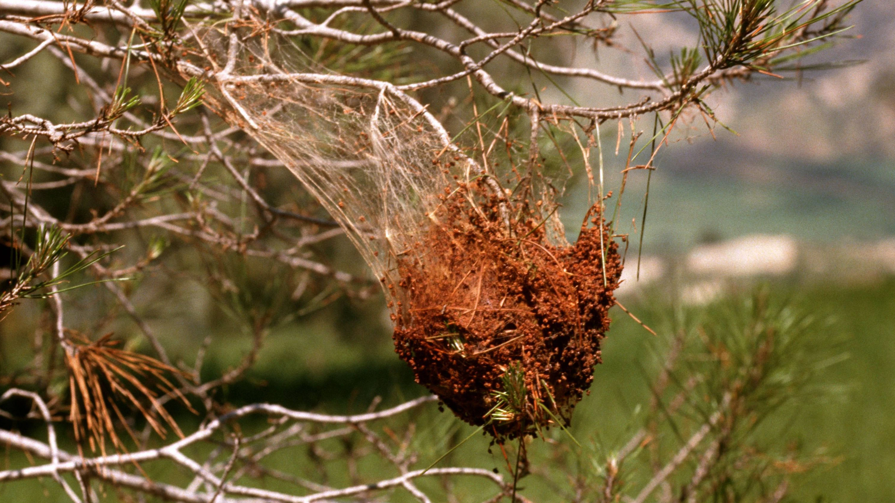 Pinien-Prozessionsspinner in der Region Dobratsch und Schütt.