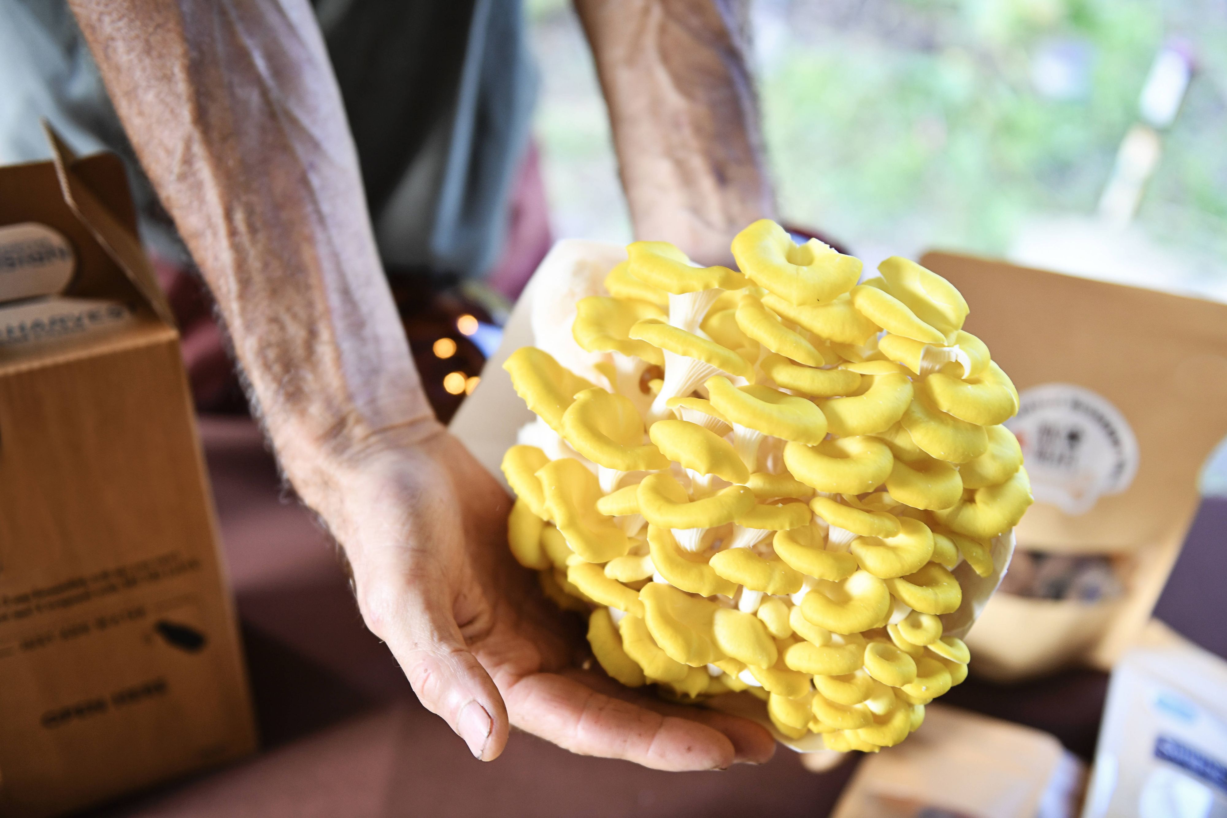 Der Zitronengelbe Seitling <em>(Pleurotus citrinopileatus)</em> bereitet sich als Neomycet auch in Europa aus.