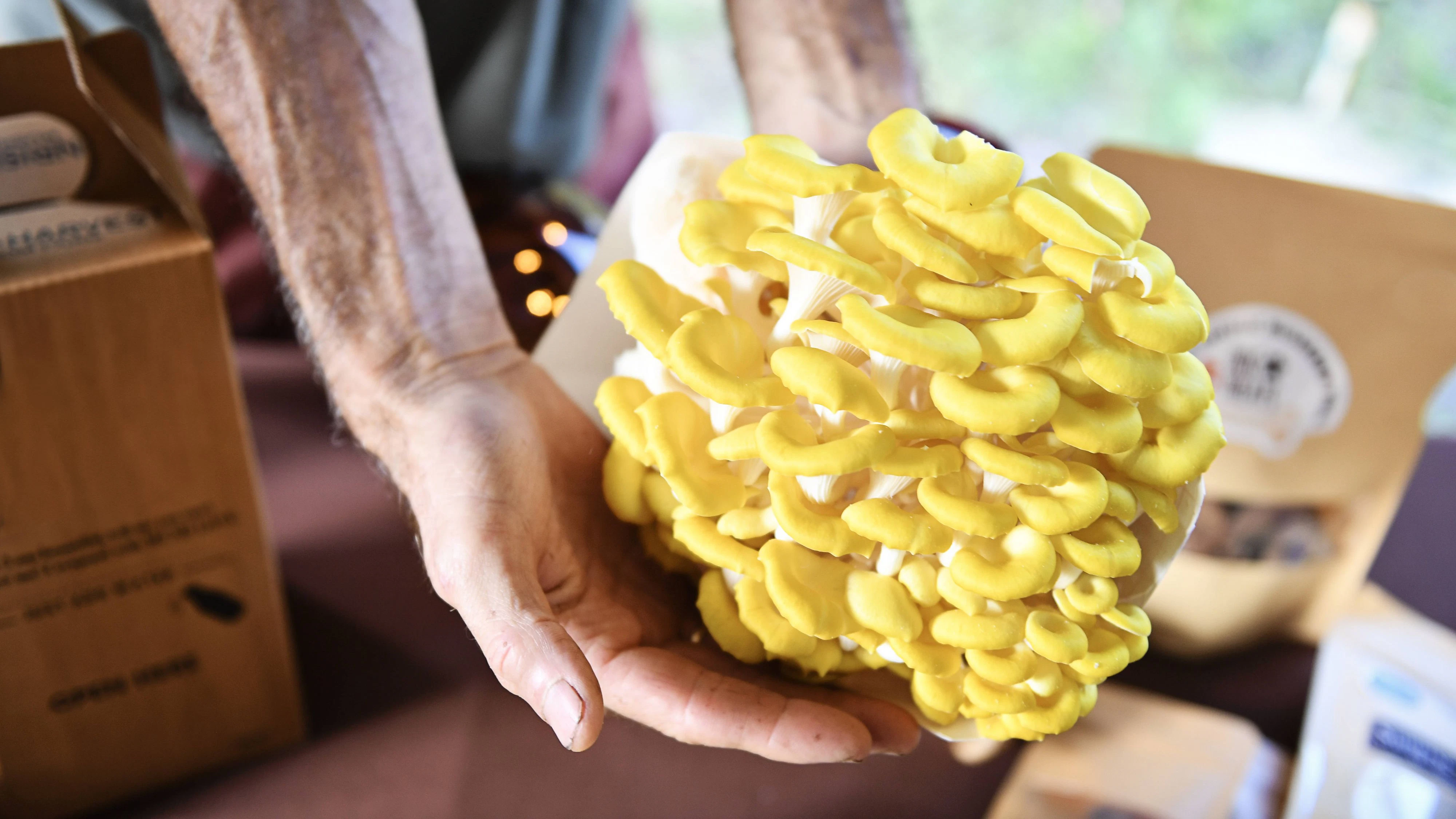 Der Zitronengelbe Seitling (Pleurotus citrinopileatus) bereitet sich als Neomycet auch in Europa aus.